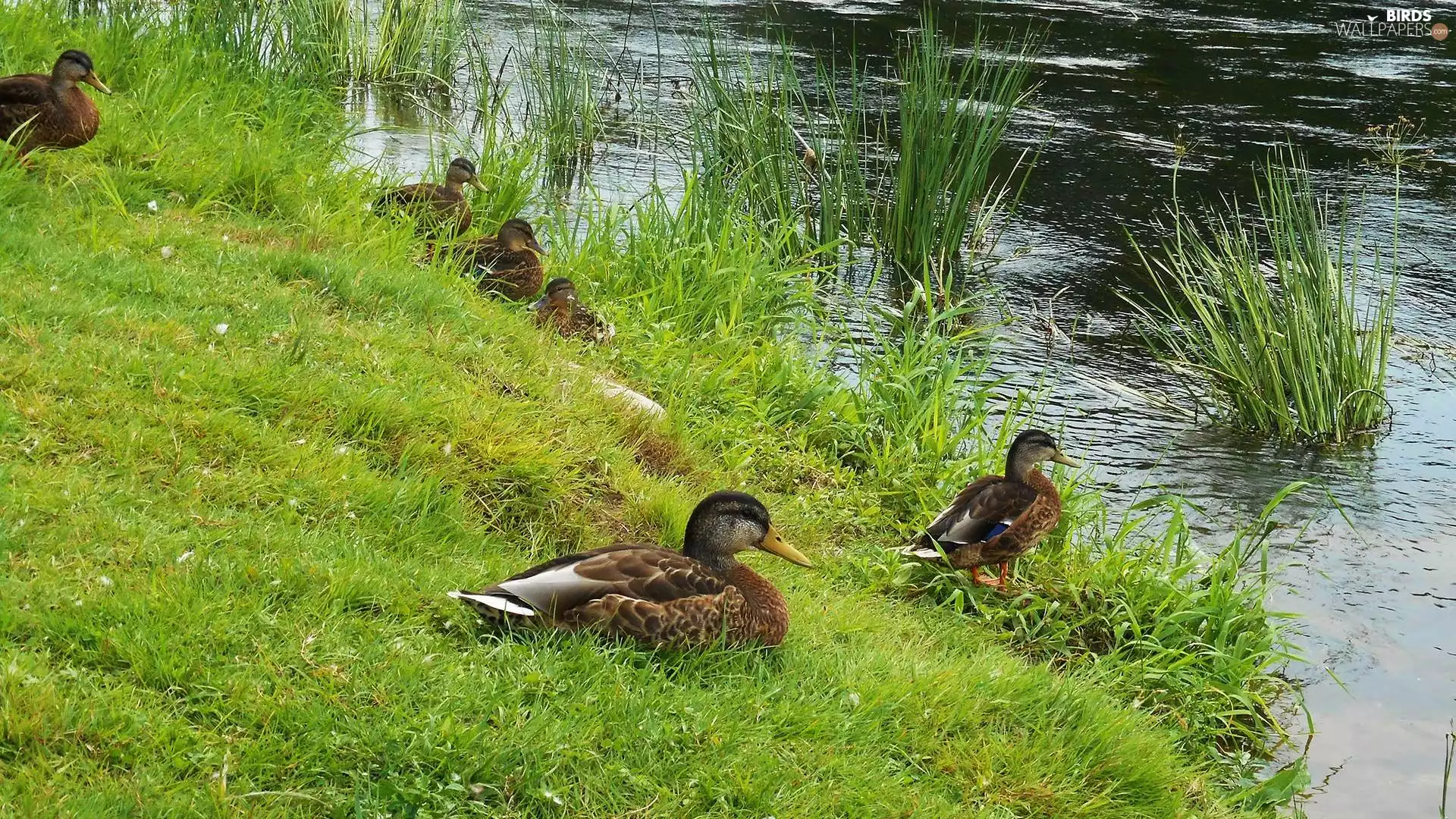 grass, Pond - car, ducks