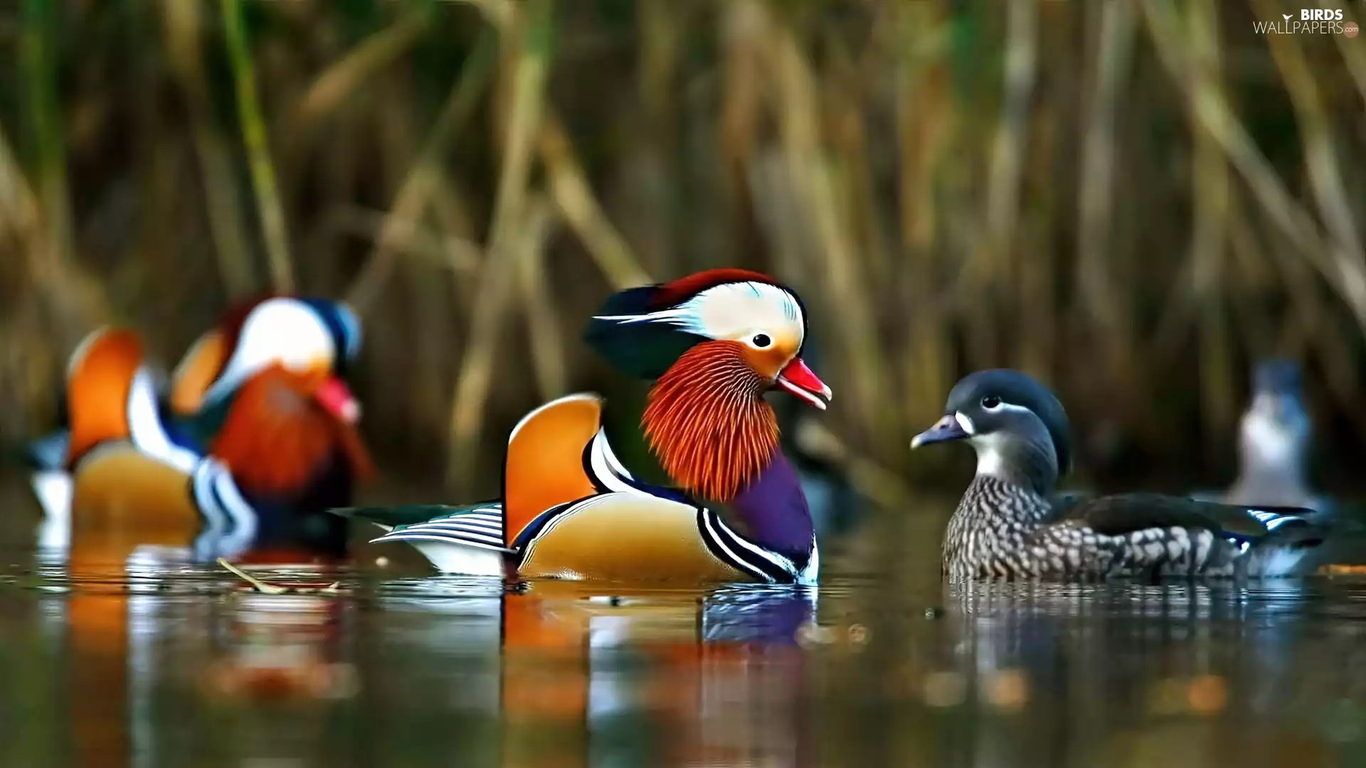 lake, mandarin, blur, ducks