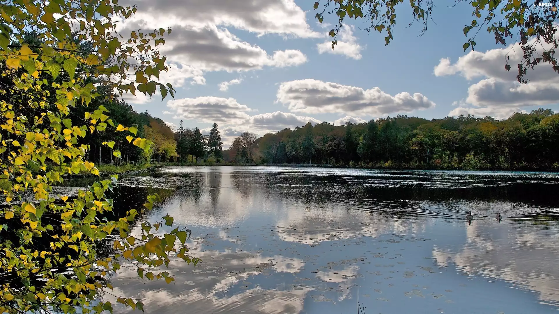 lake, woods, clouds, ducks