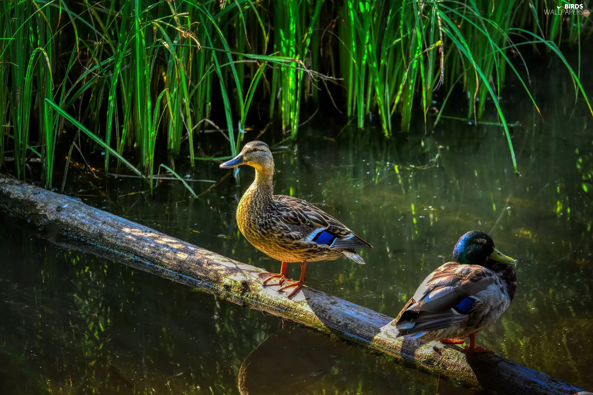 water, grass, mallard Ducks, Pond - car, birds