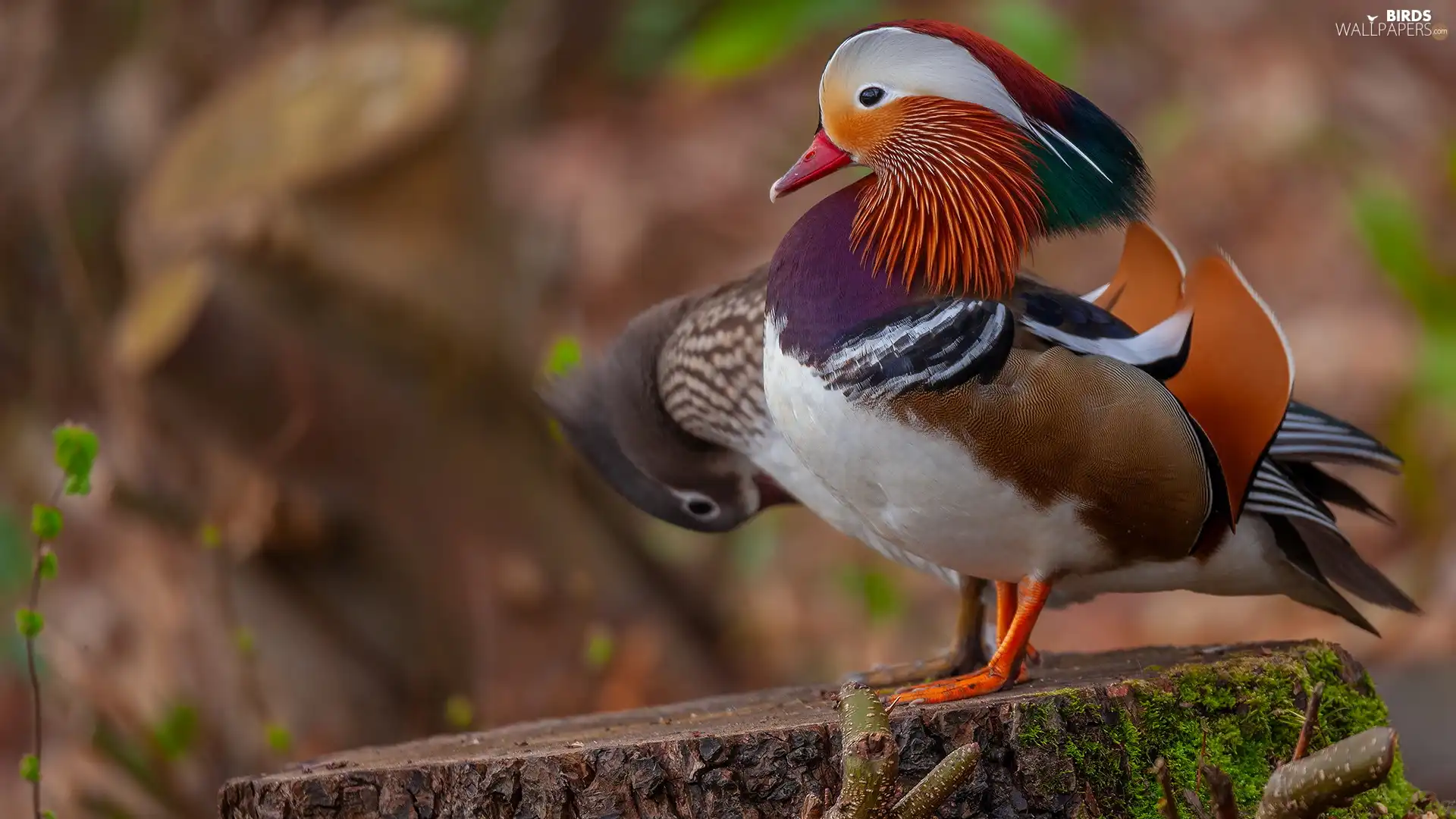 ducks, mandarin