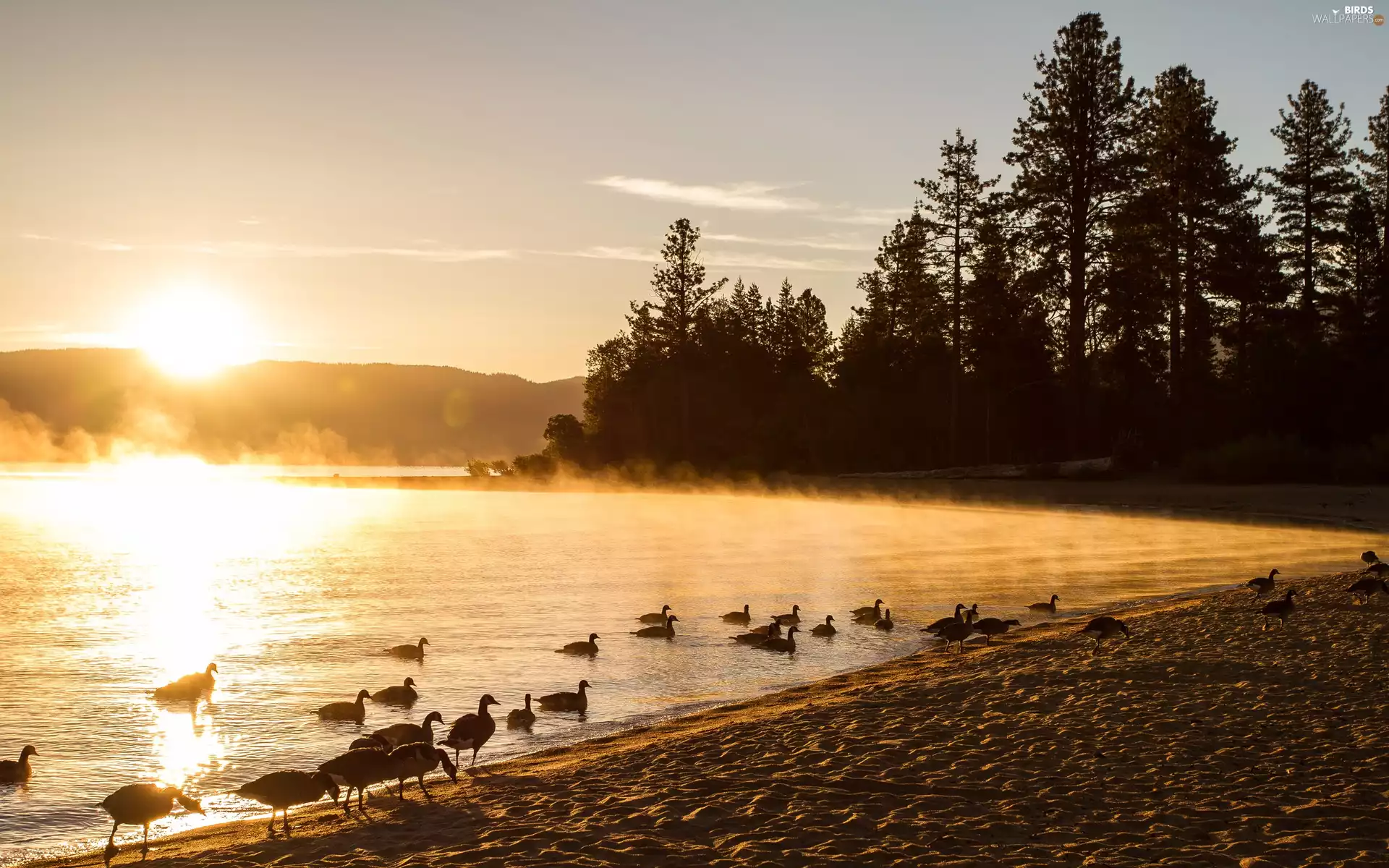 Sand, ducks, rays, sun, lake