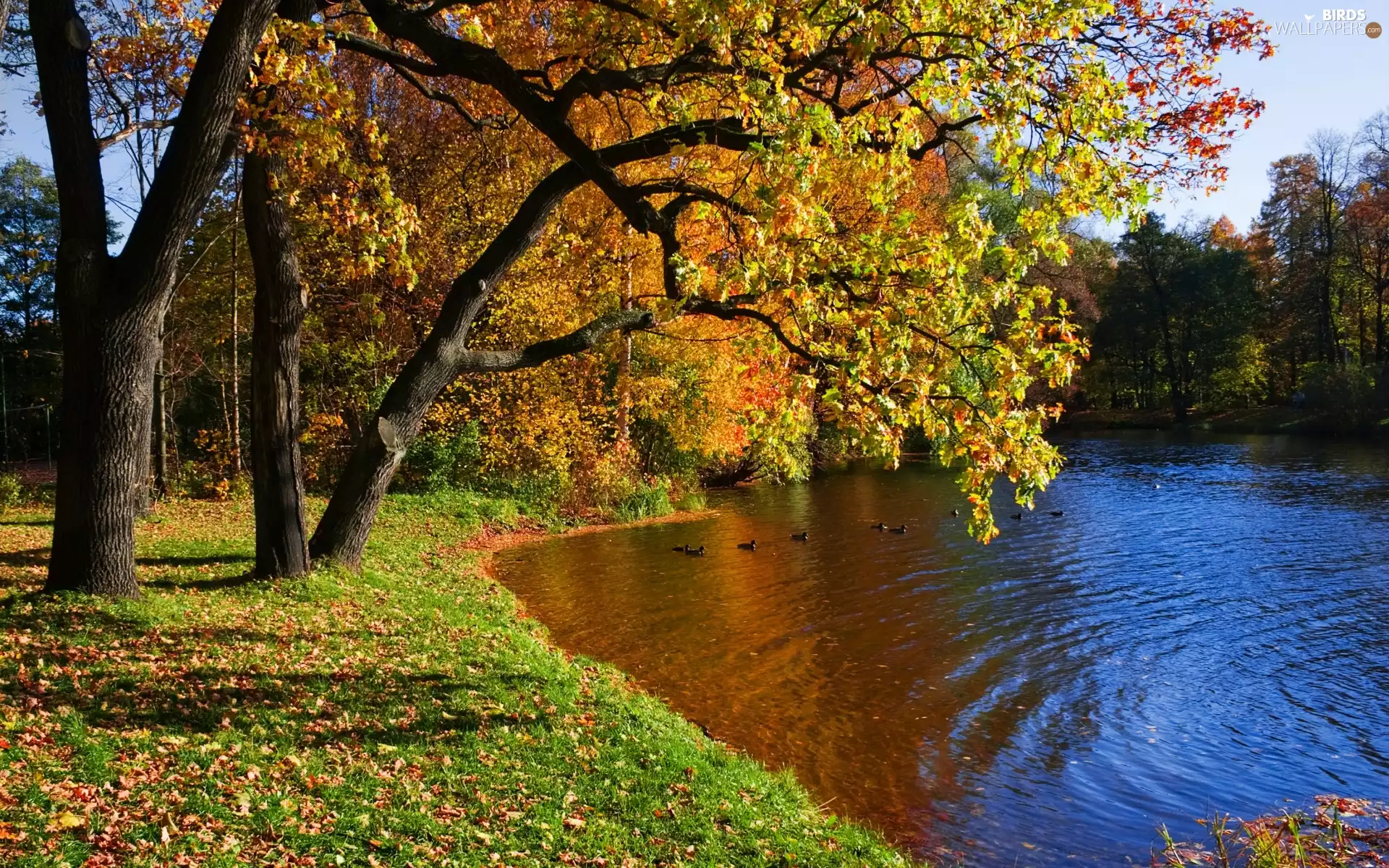 River, Park, autumn, ducks