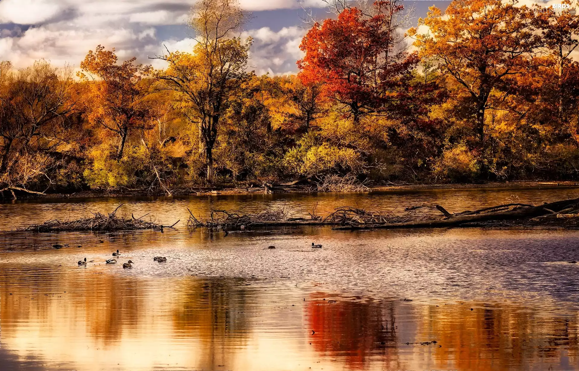 viewes, ducks, River, trees, autumn
