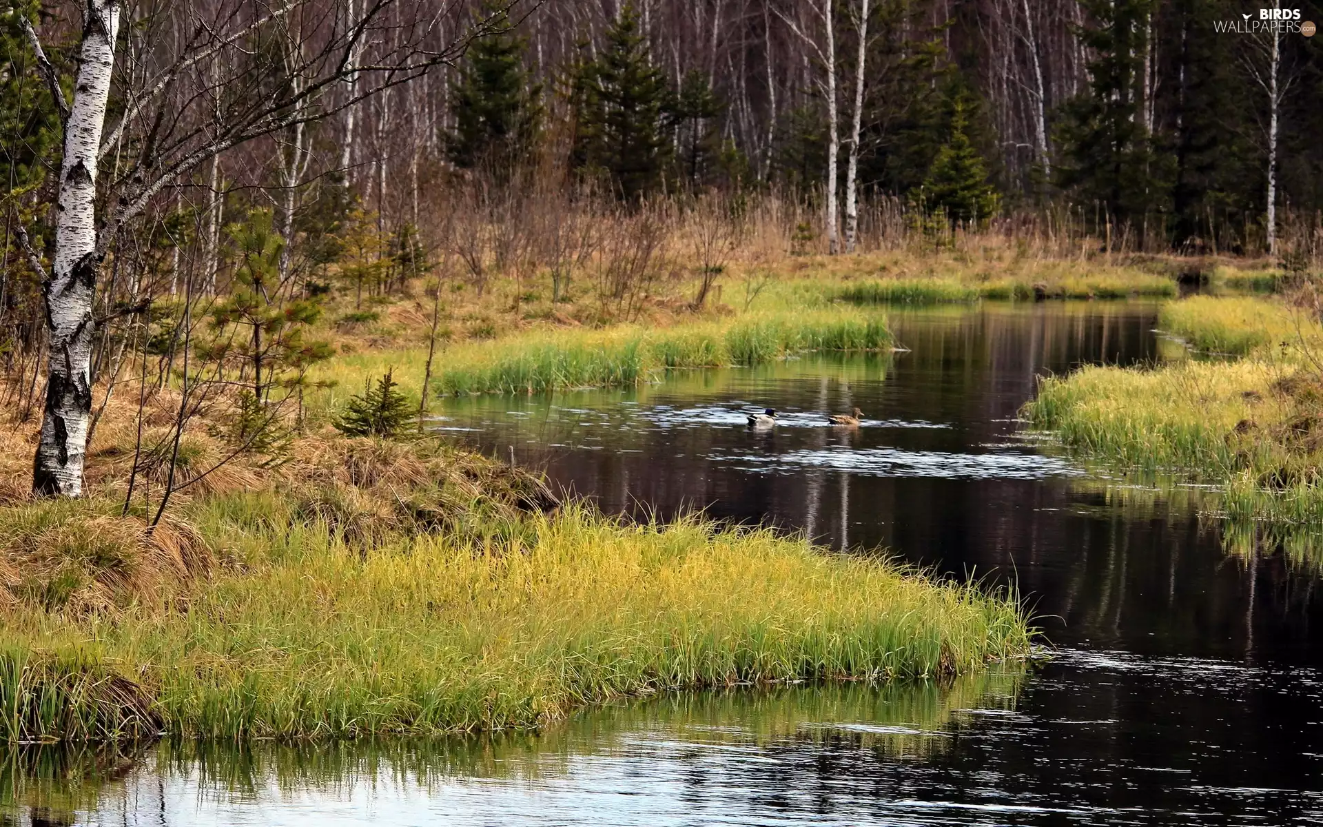 ducks, forest, River