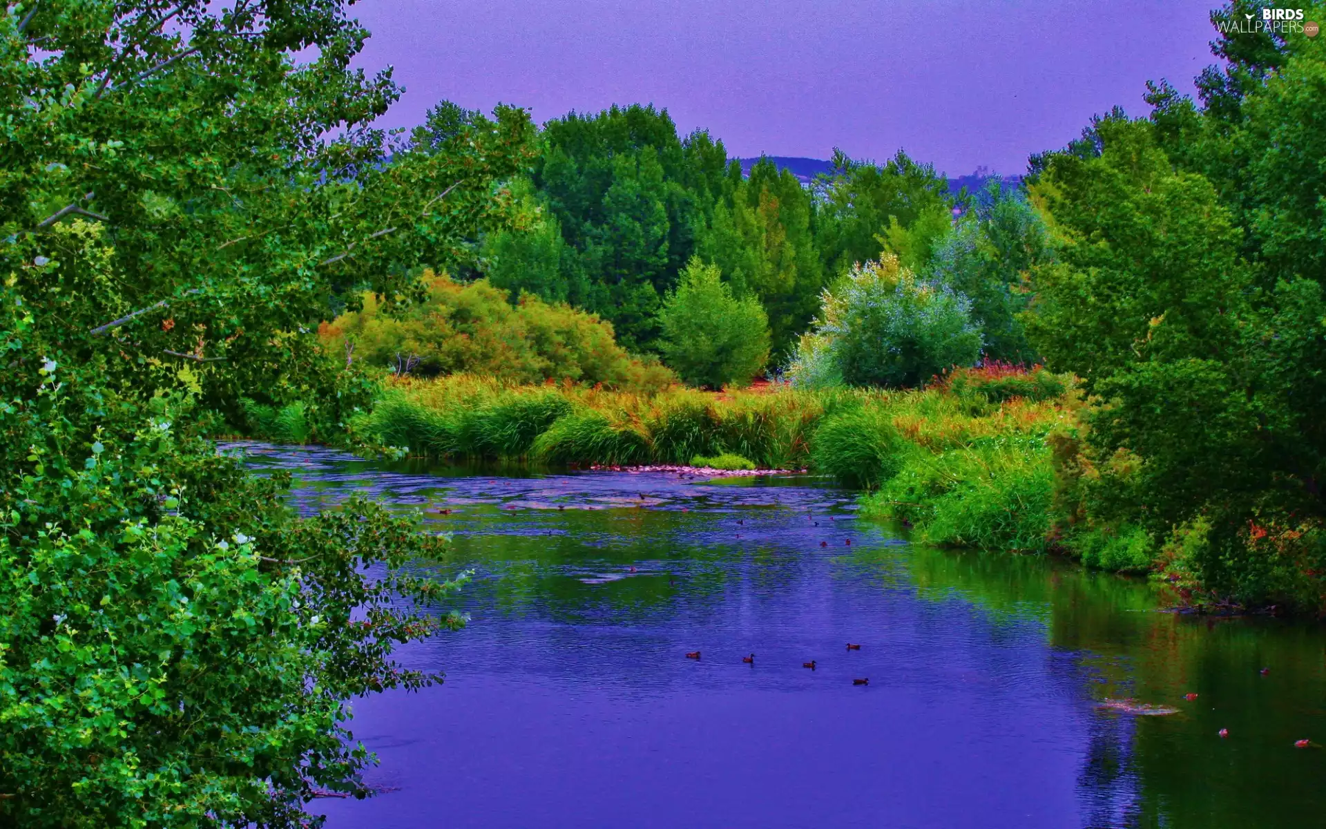 River, forest, Mountains, ducks