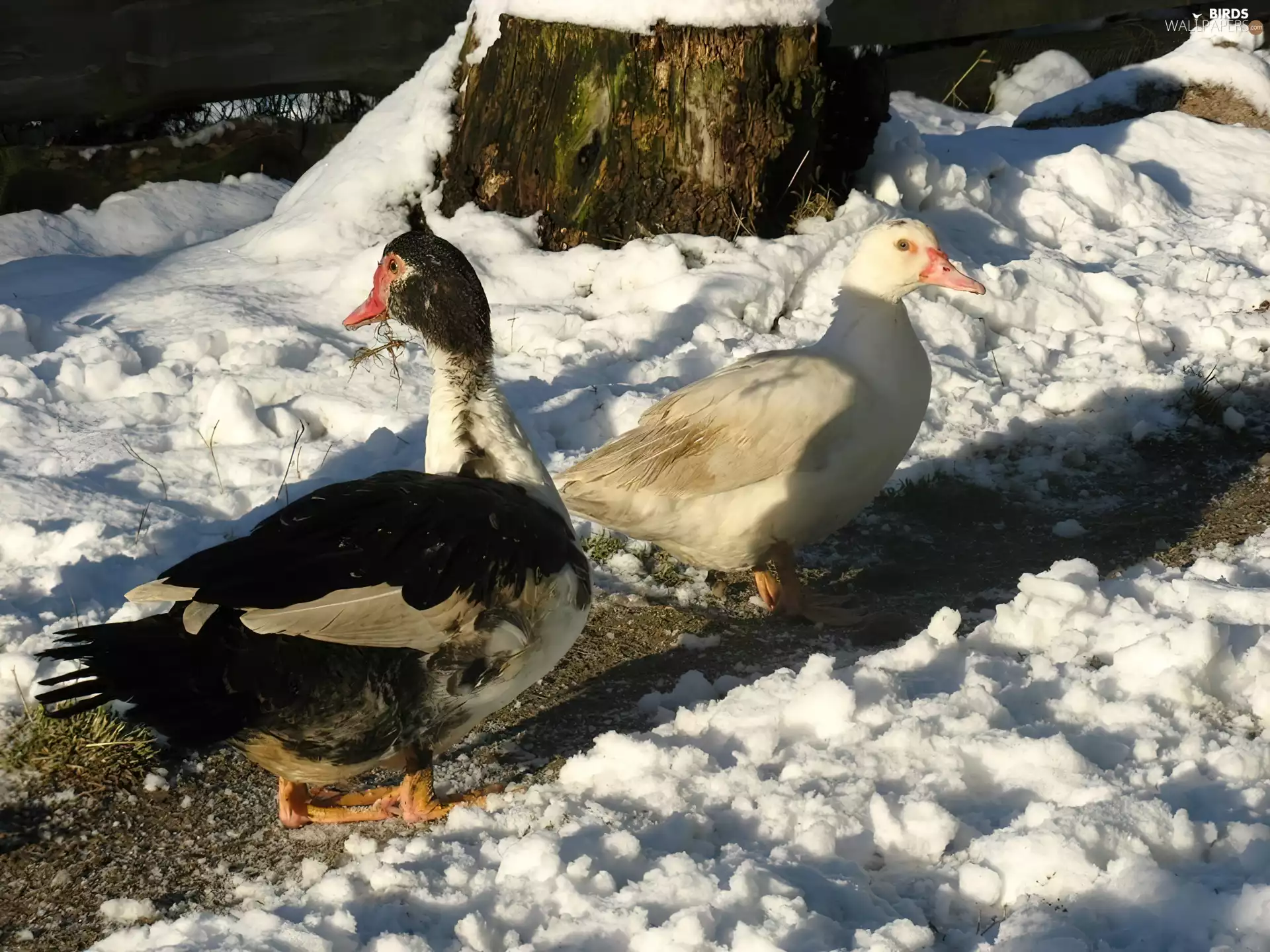 ducks, snow
