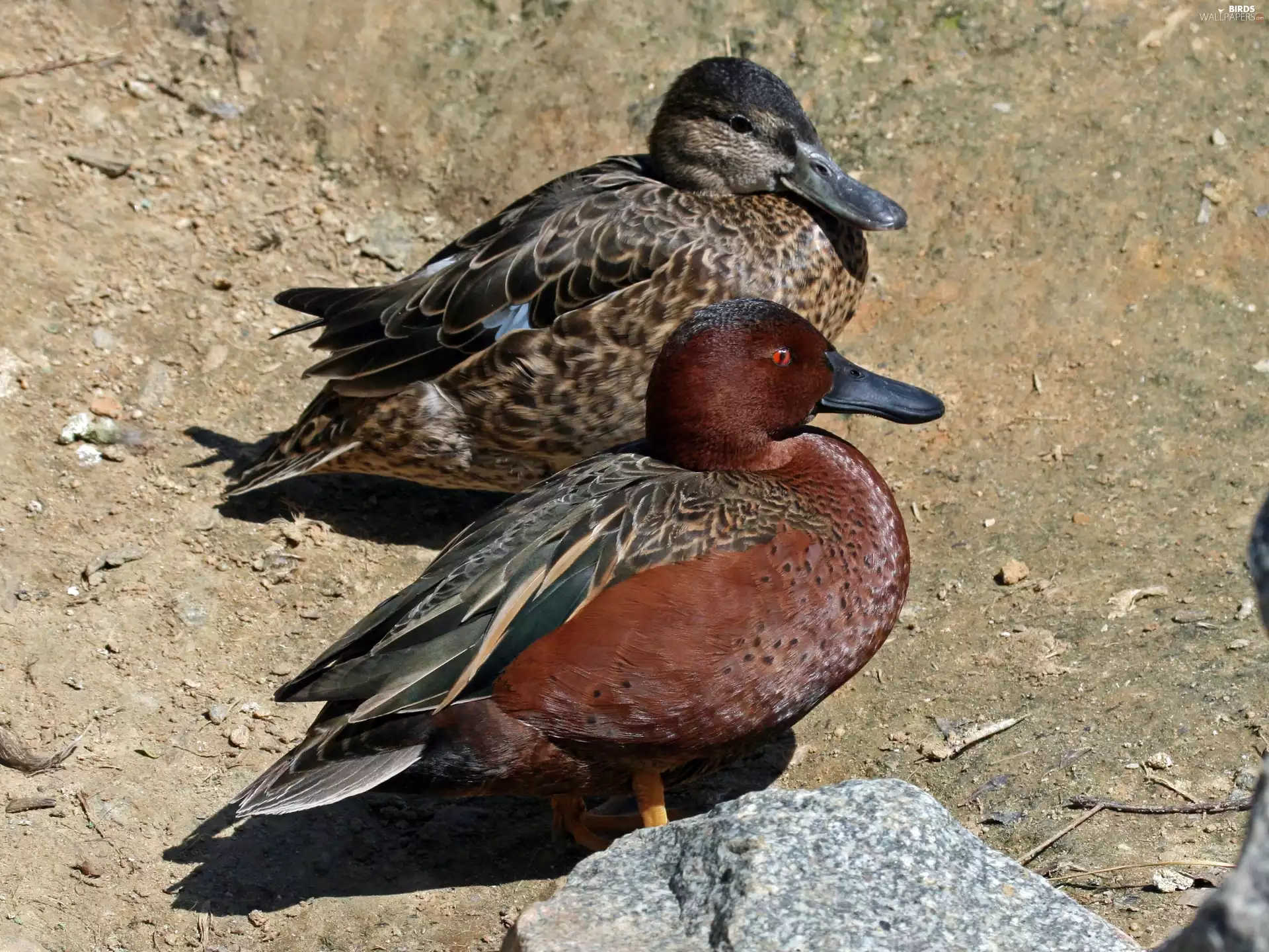 ducks, Cinnamon Teal