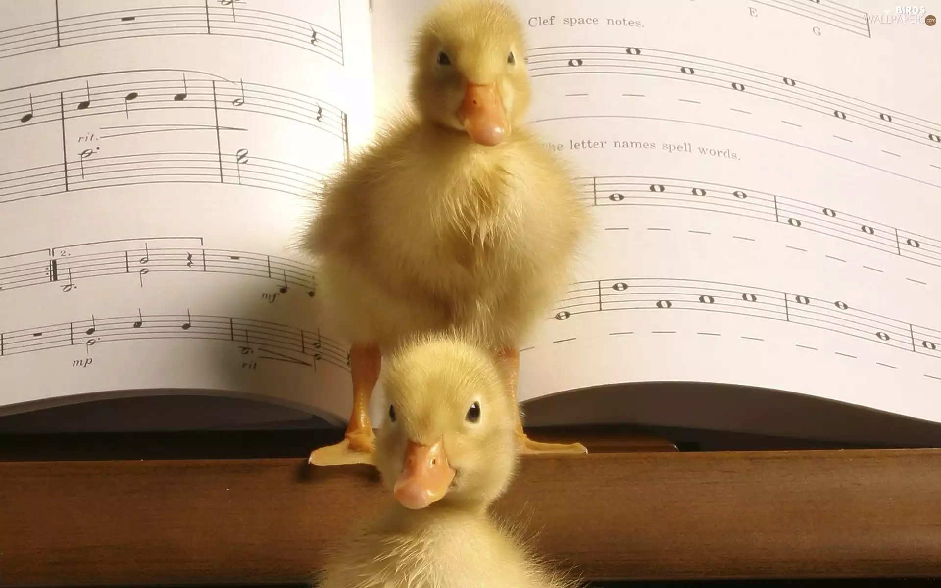 ducks, Tunes