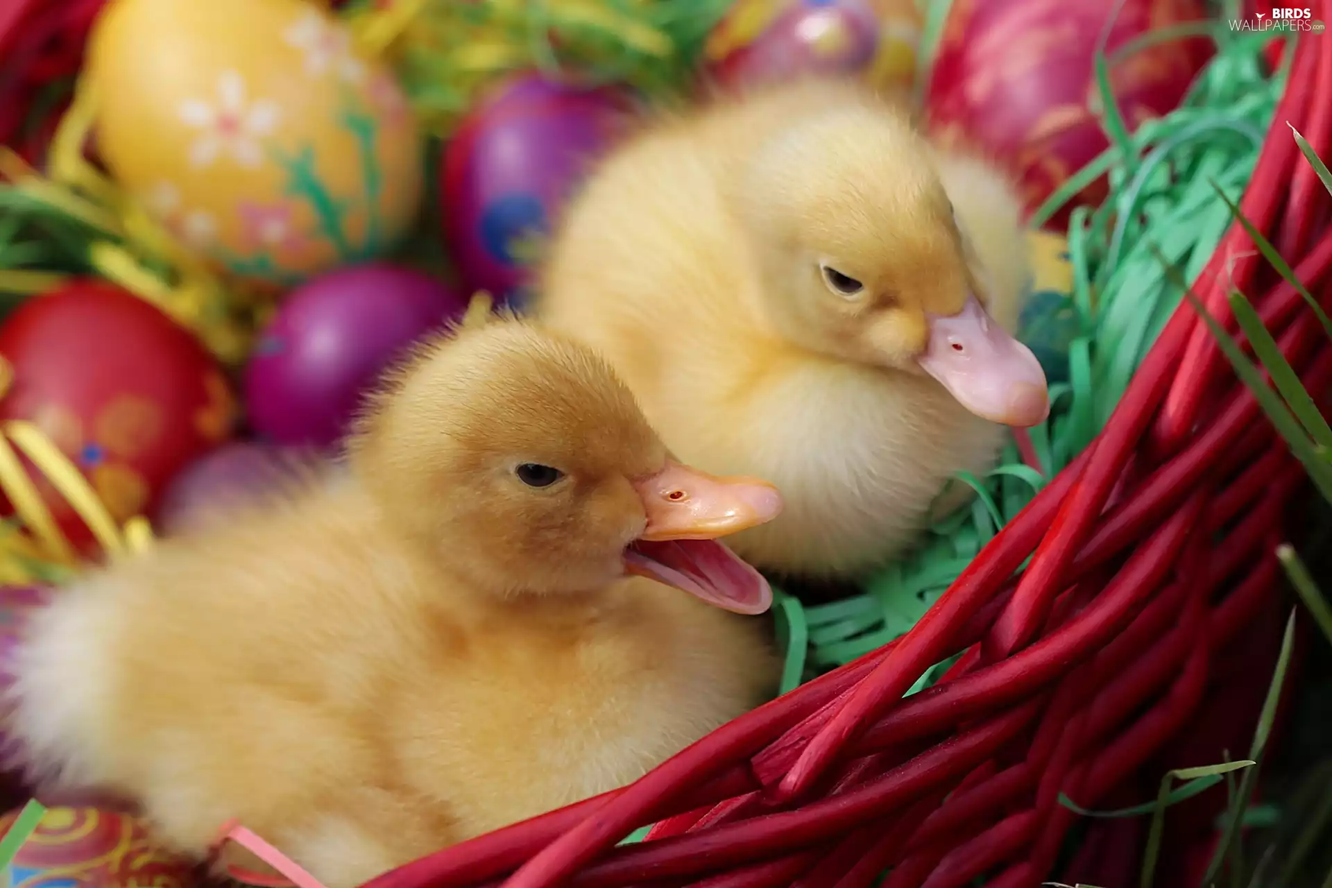 Two, basket, Easter, ducks