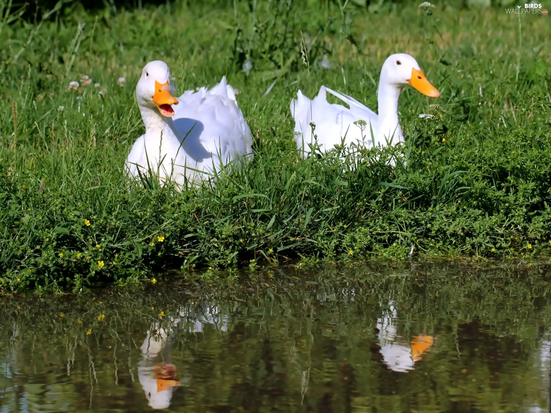 Two, water, grass, ducks