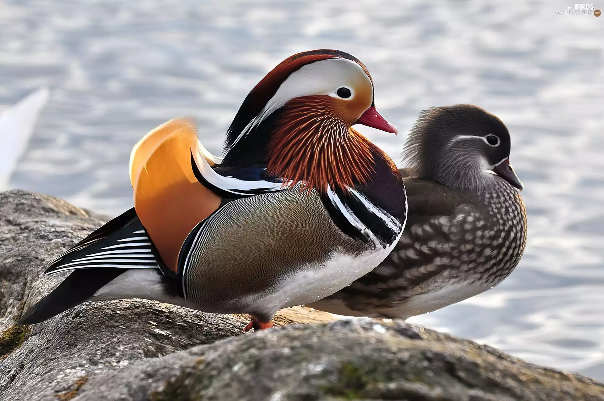 Two, Mandarin, Rocks, ducks