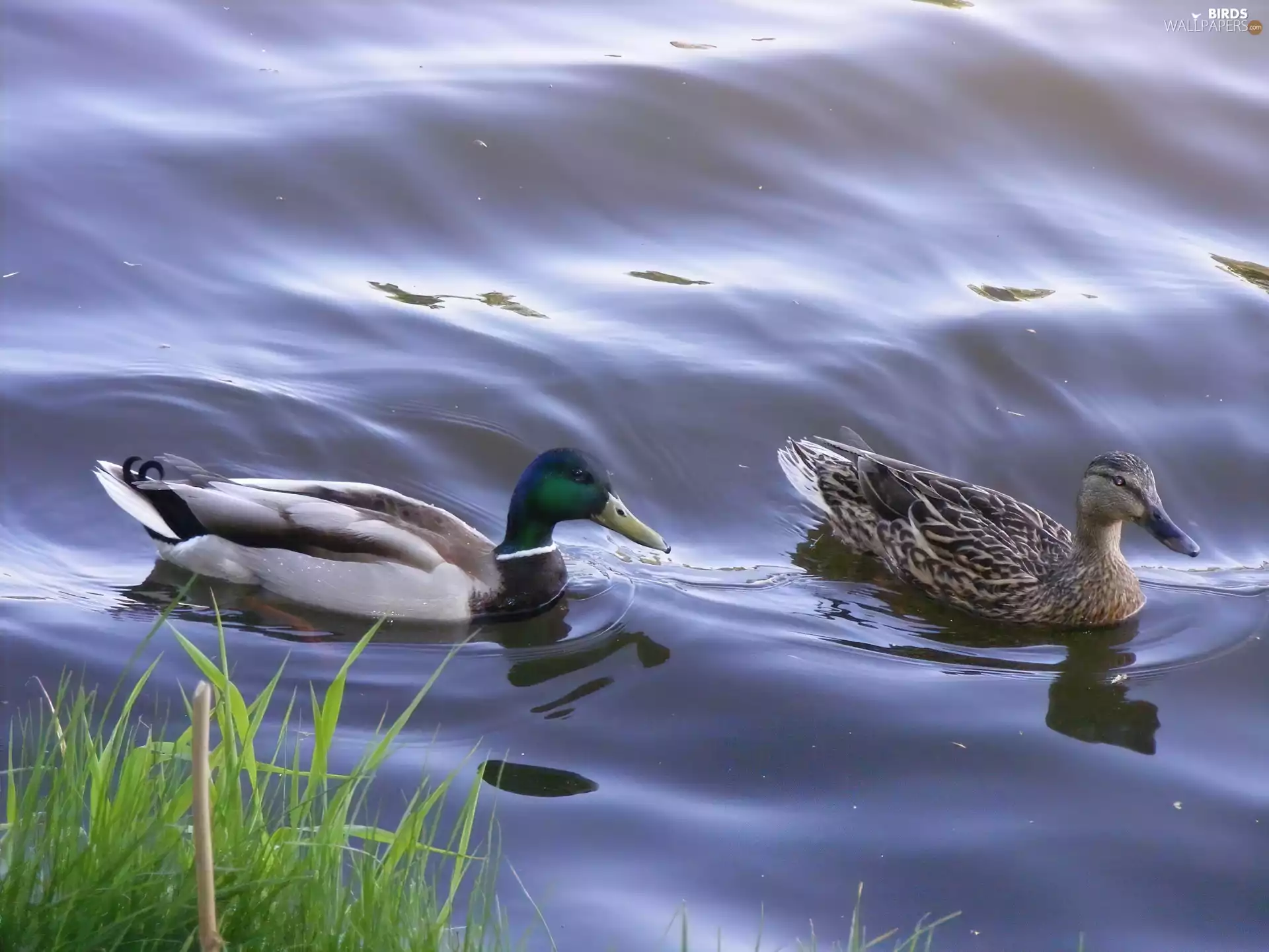 ducks, water