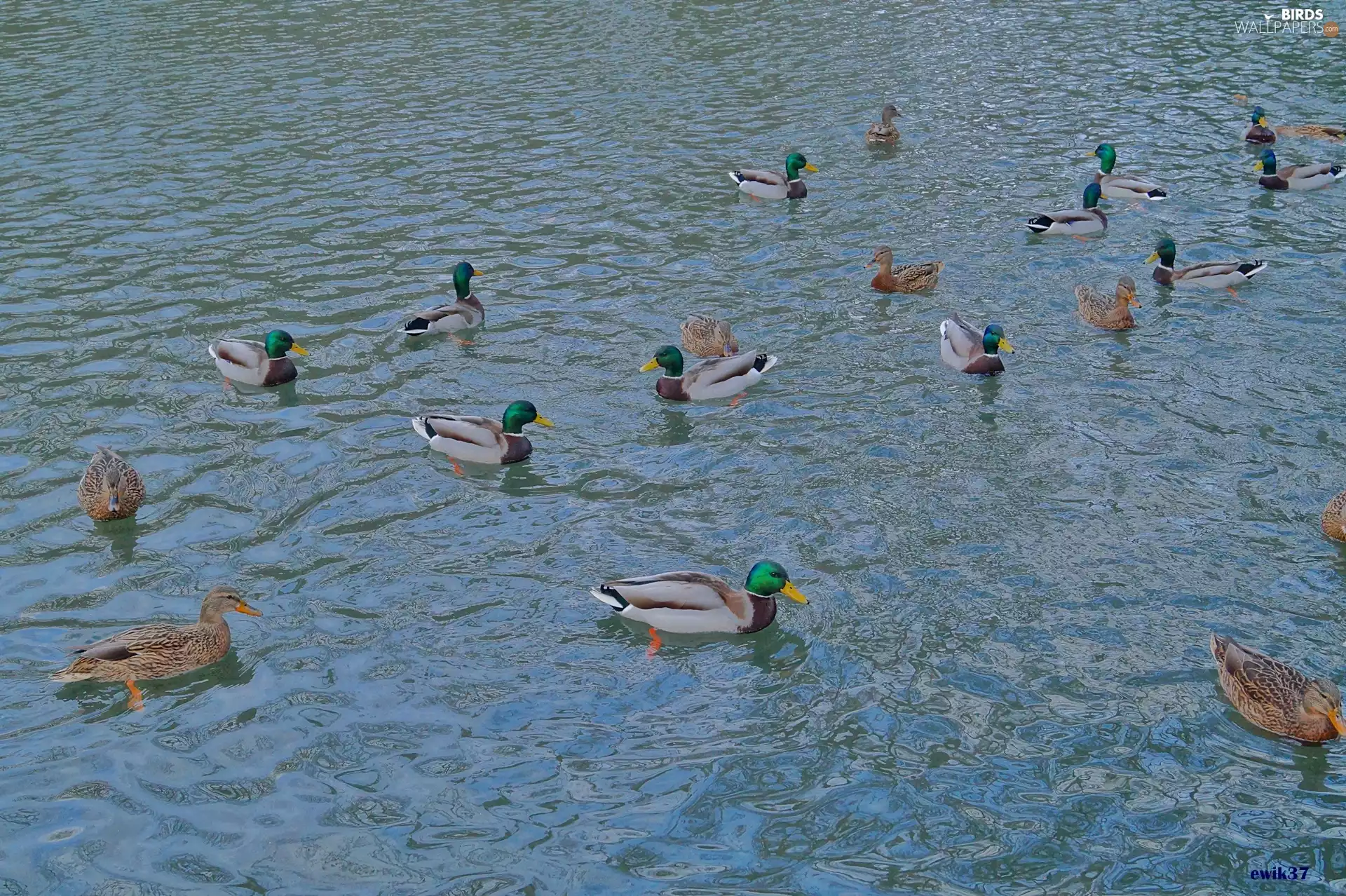 ducks, water