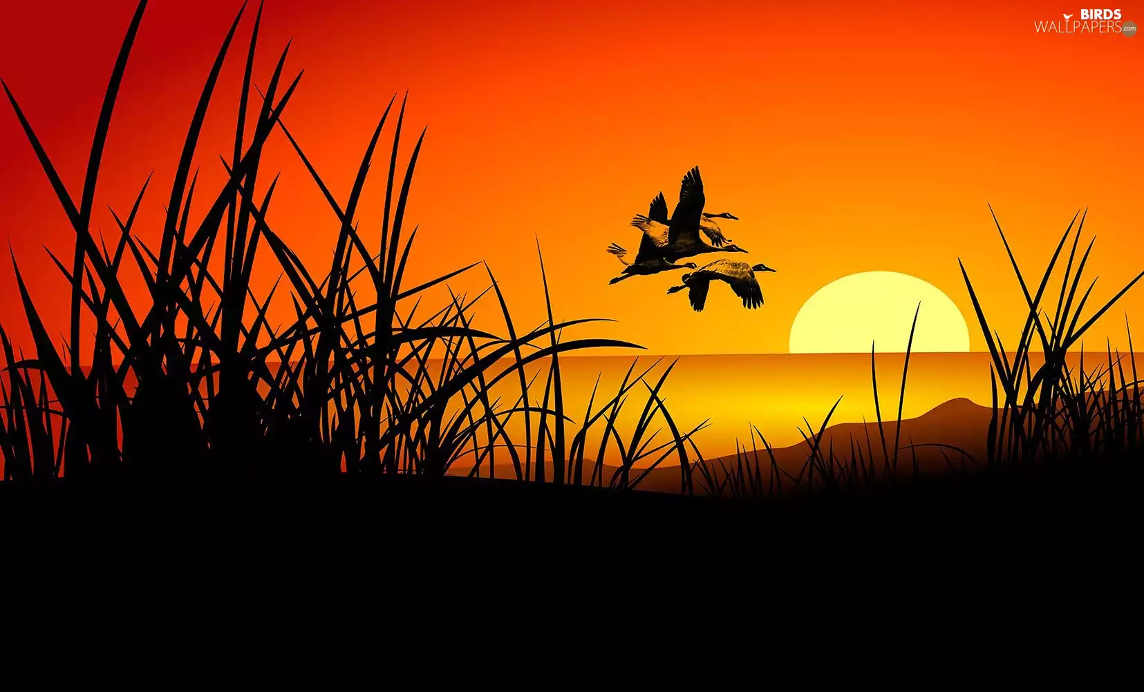 grass, ducks, west, sun, graphics