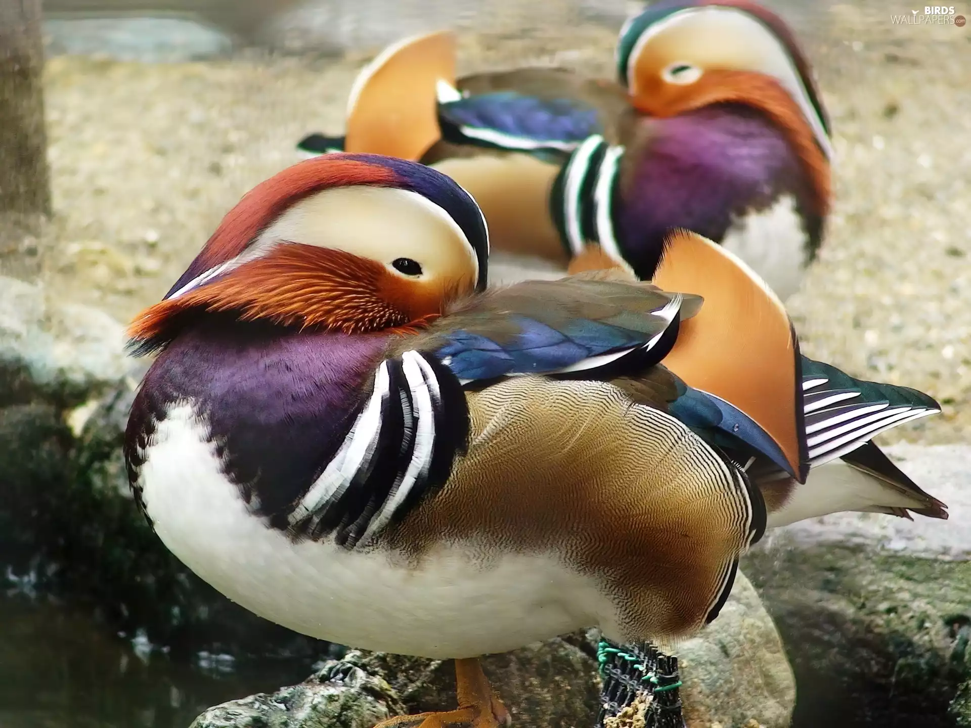 ducks, color, wild