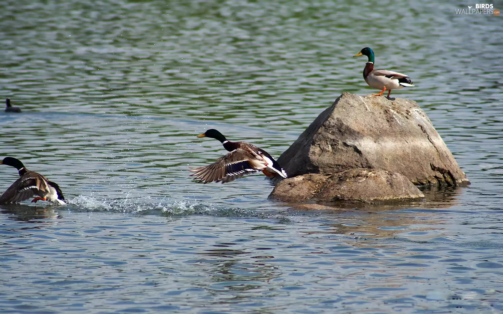 wild, water, Stone, ducks