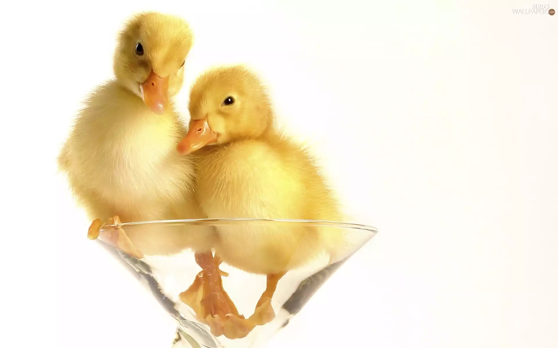 wine glass, Two, ducks