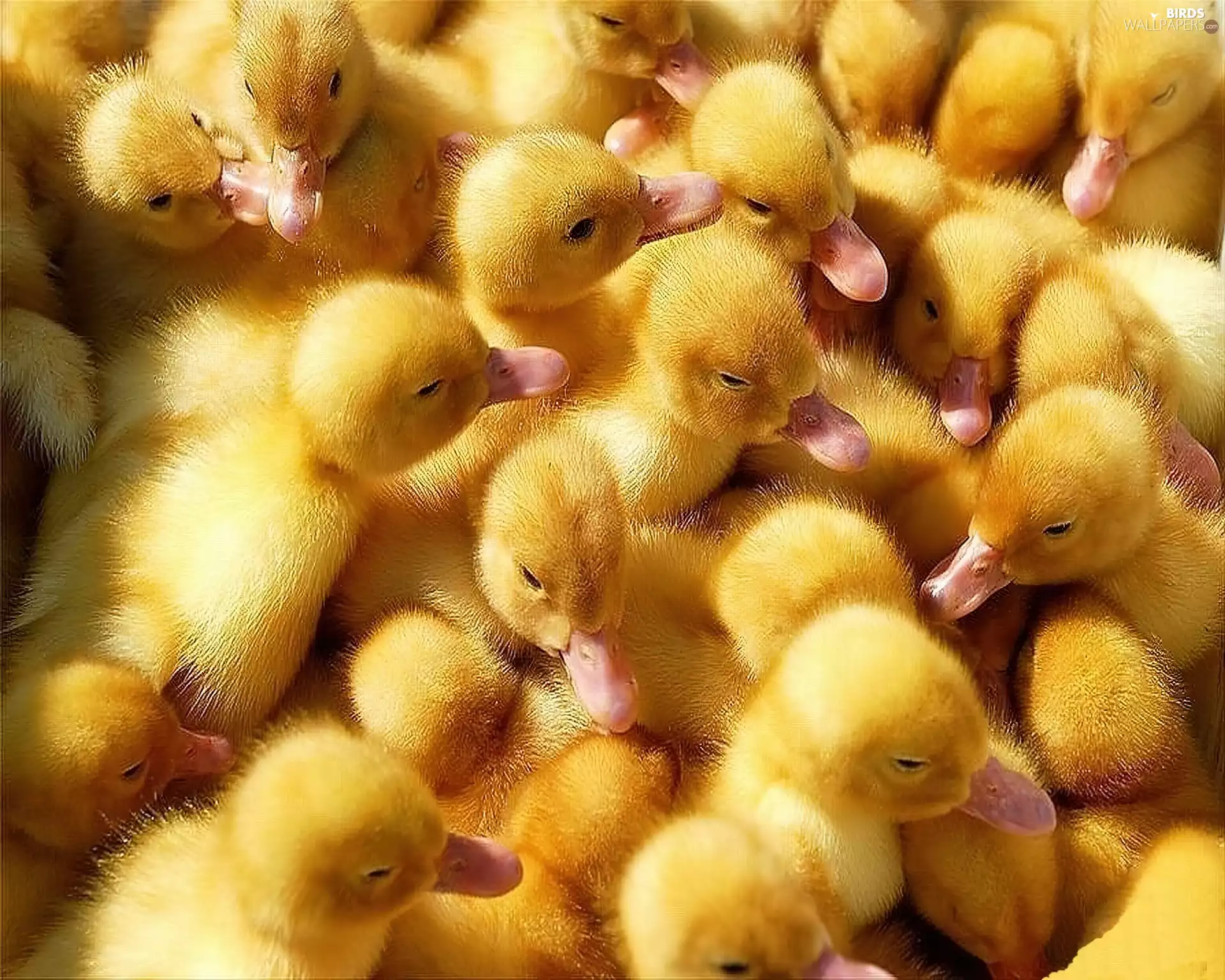 ducks, flock, yellow