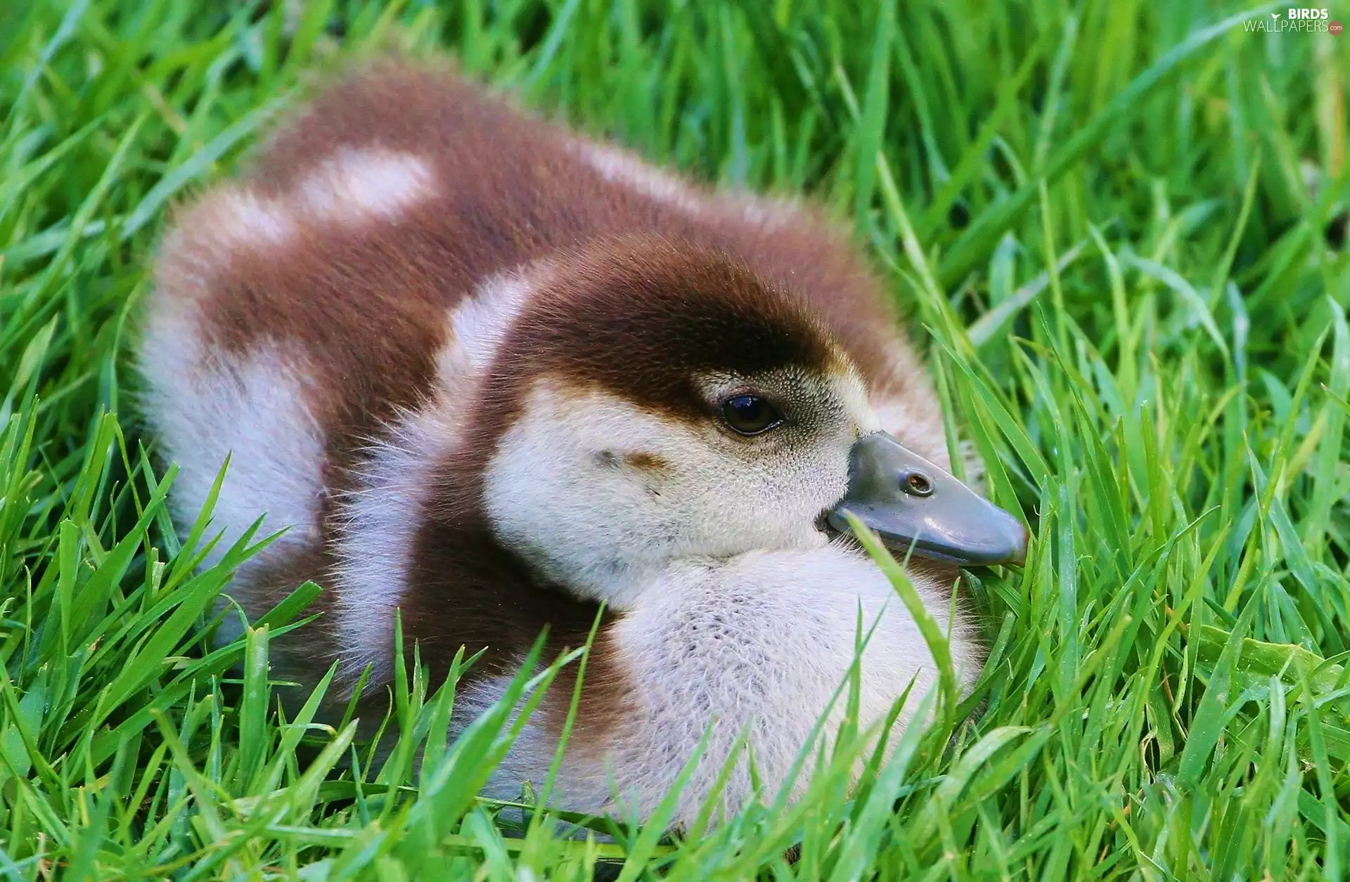 Ducky, grass