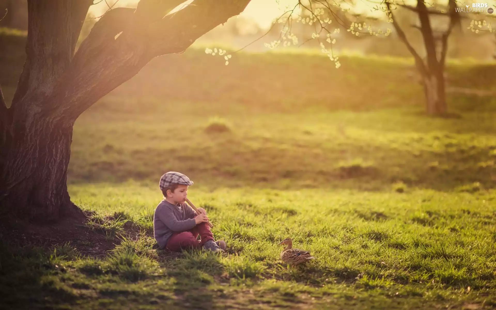 pipe, boy, trees, Ducky, small, Meadow, viewes