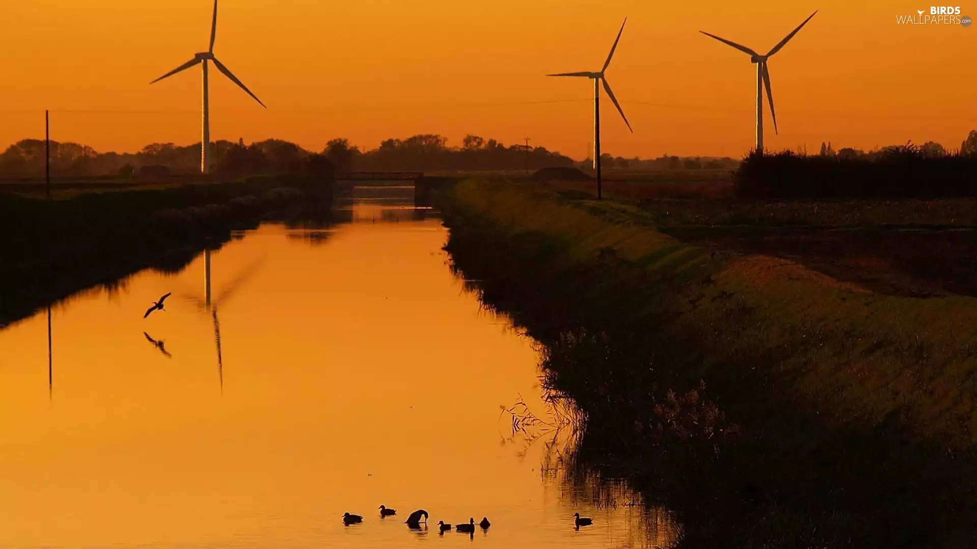 ducks, Dusk, River, bridge, Windmills