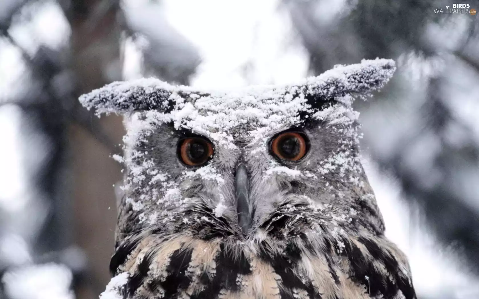 owl, snow, Eyes, dusted