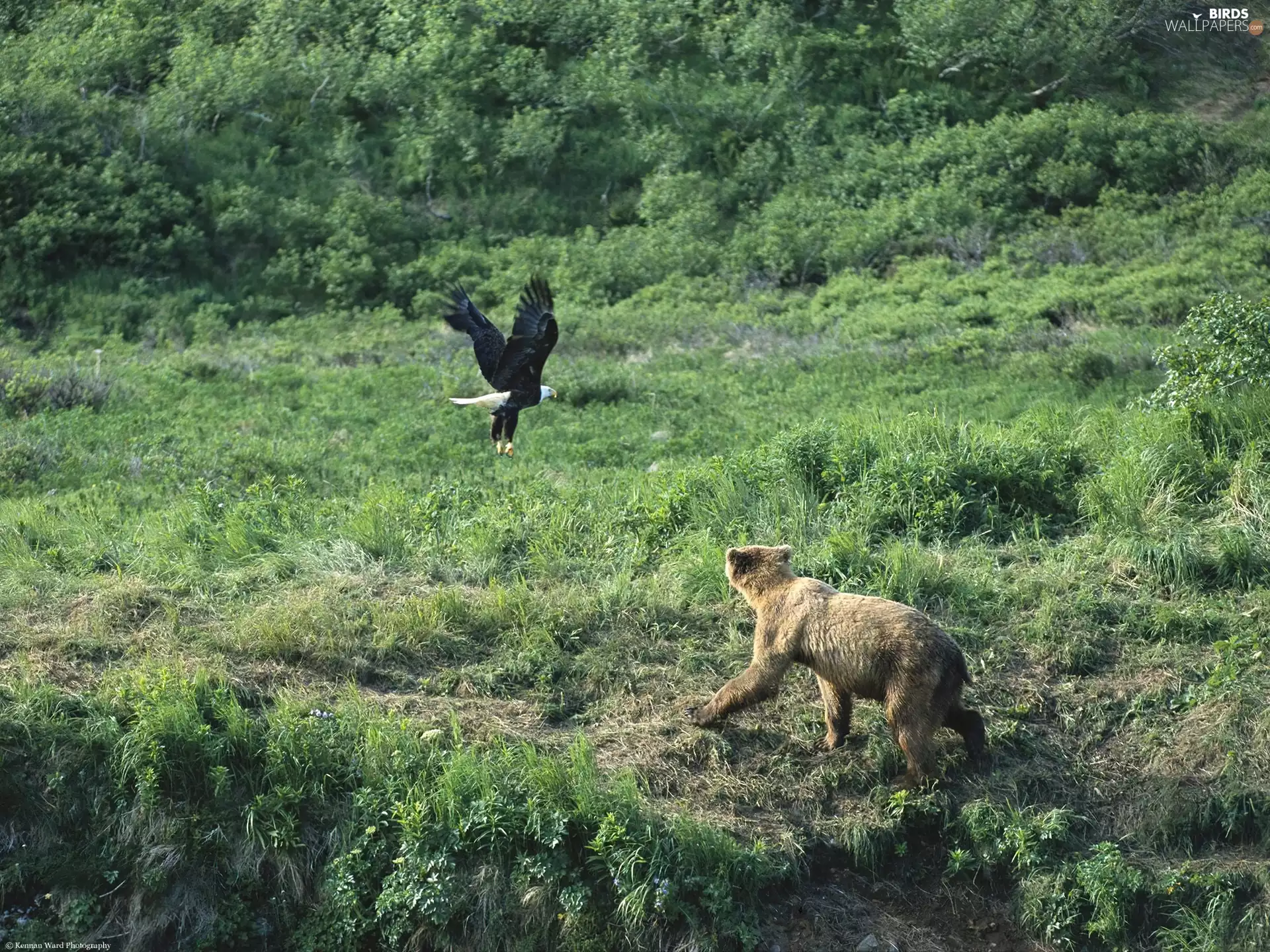 Bear, eagle, American Bald Eagle
