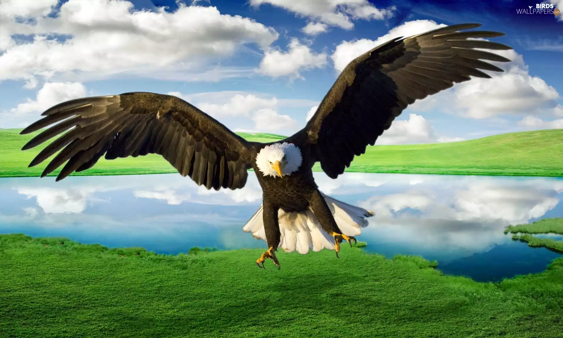 eagle, American Bald Eagle