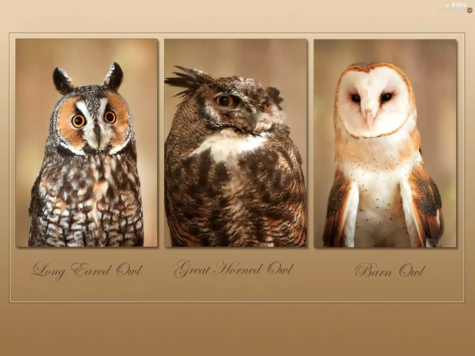 eagle-owl, Barn Owl, Owls, Long-eared Owl, Three