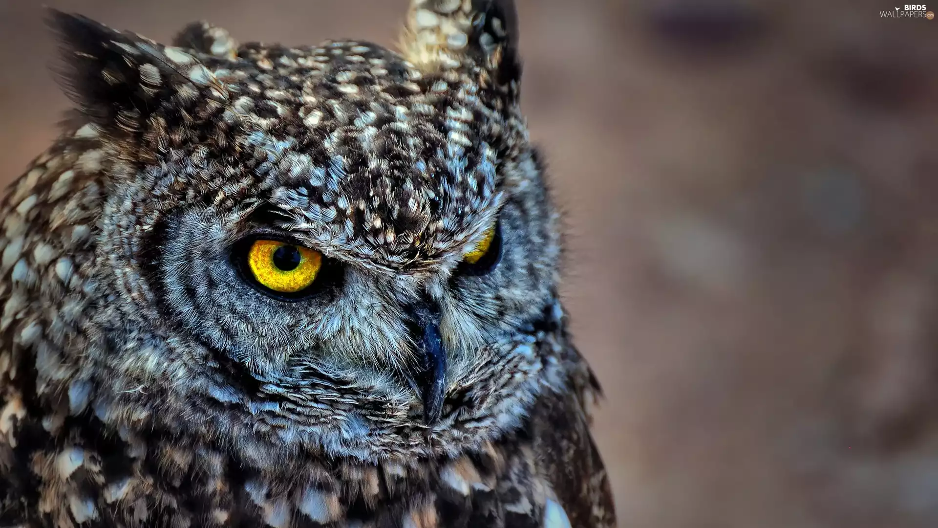 eagle-owl, Eyes