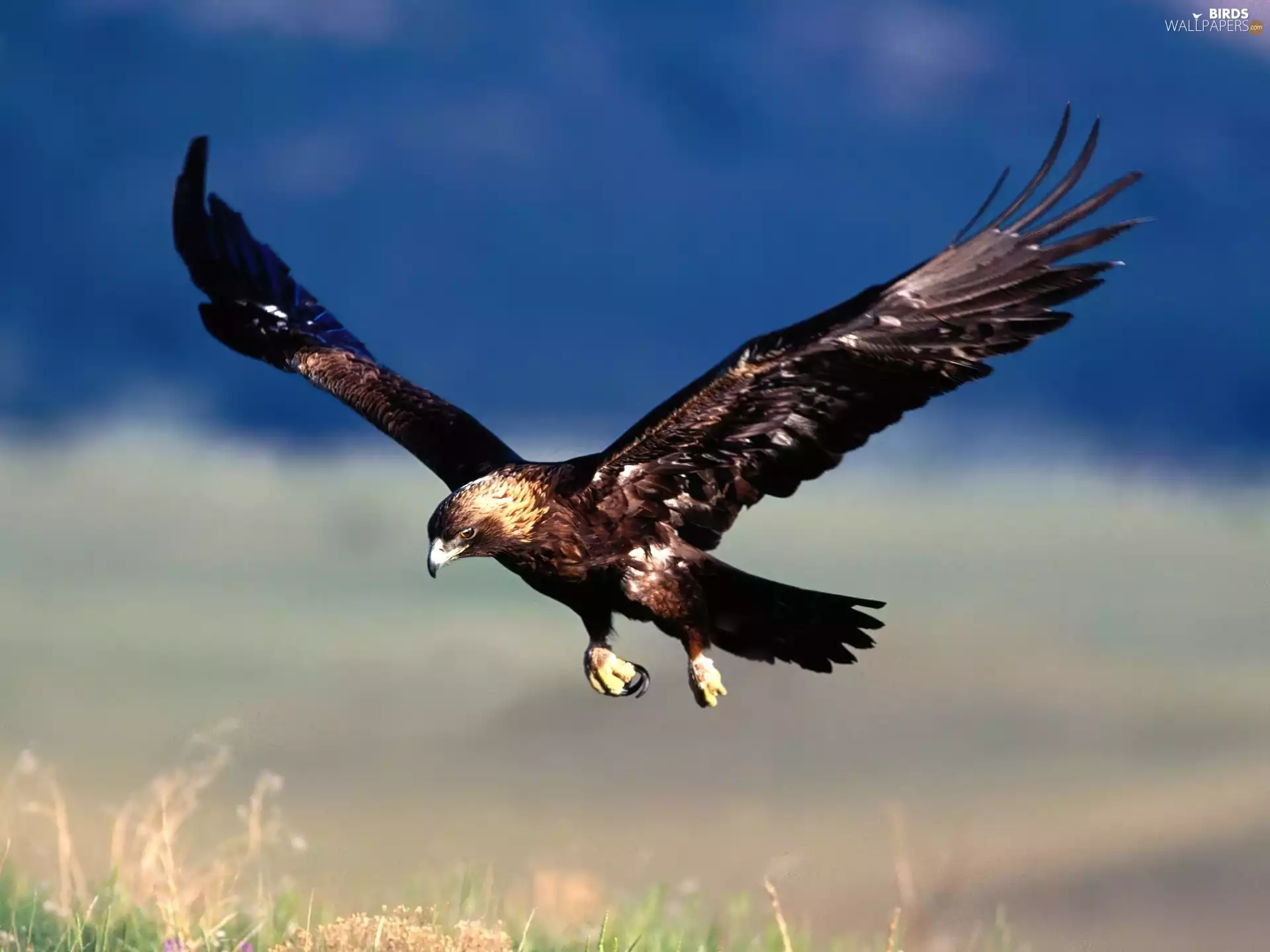 eagle, flight