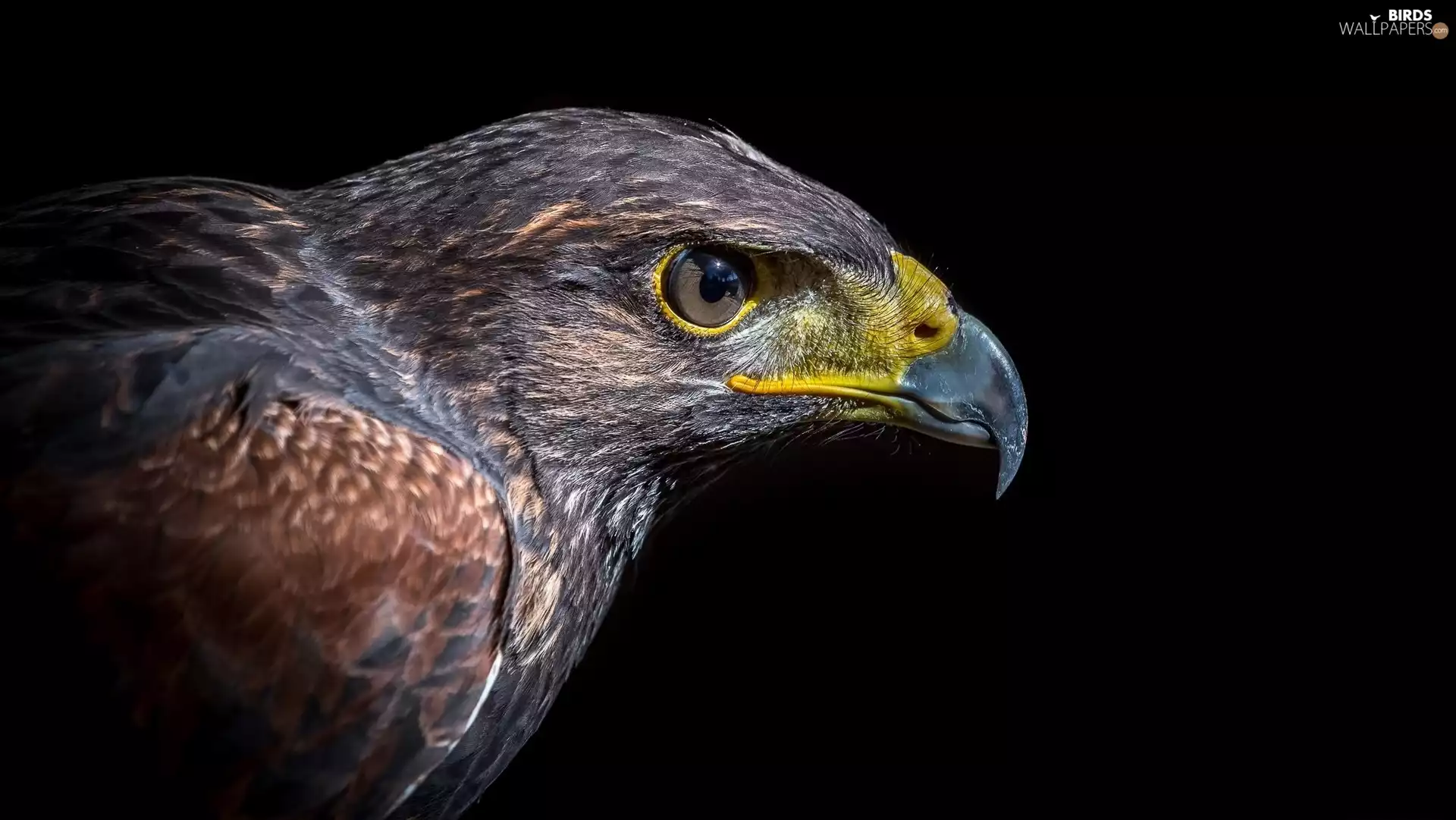 Profile of Golden Eagle, Eagle Front, Head