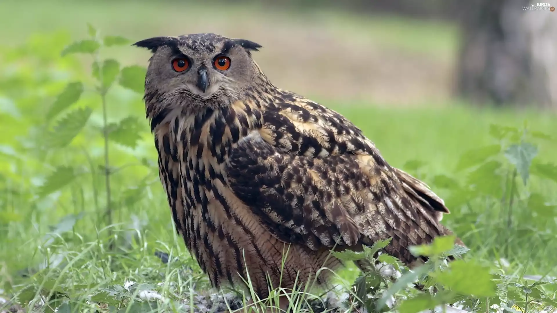 eagle-owl, grass