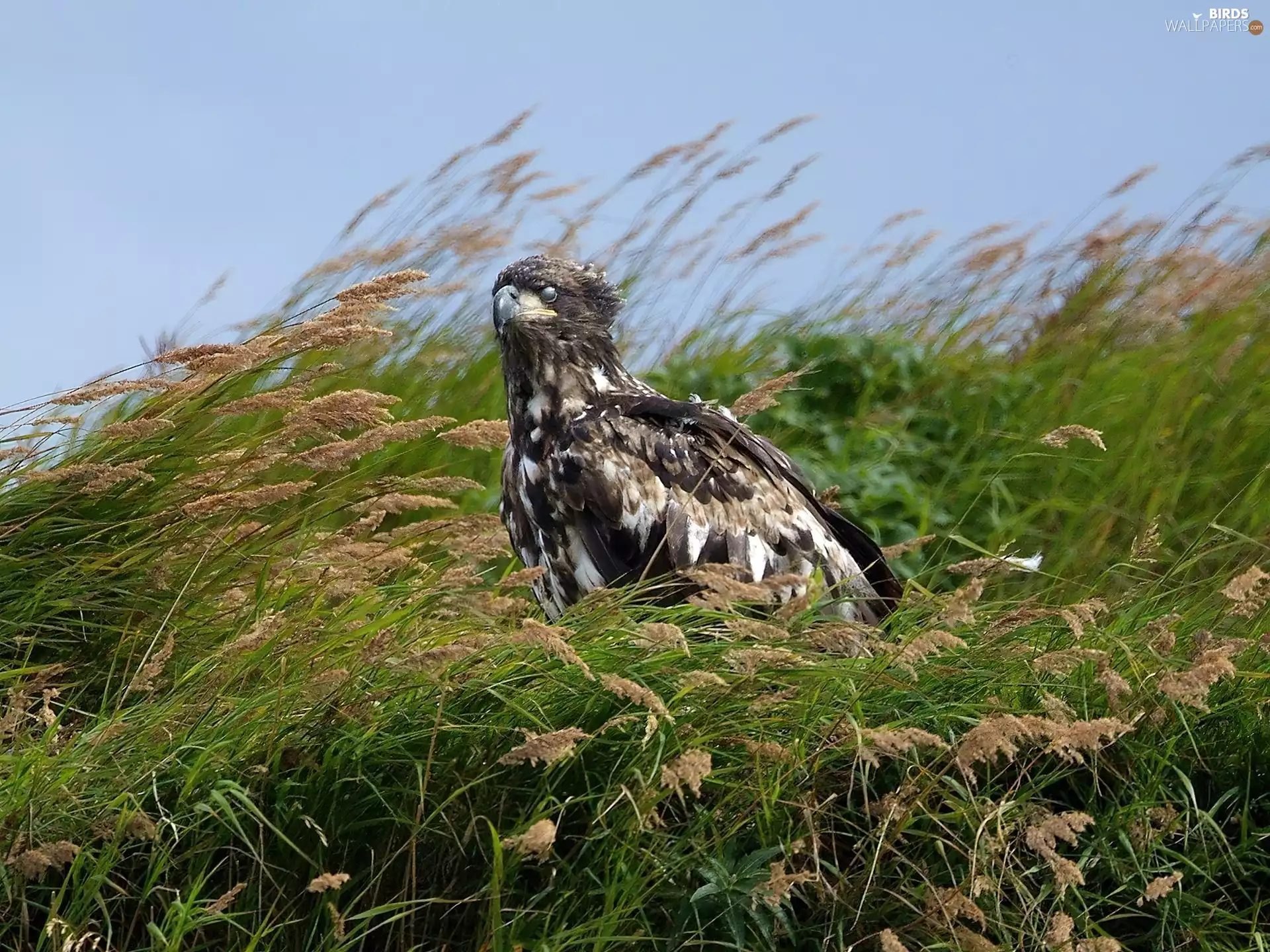 eagle, grass