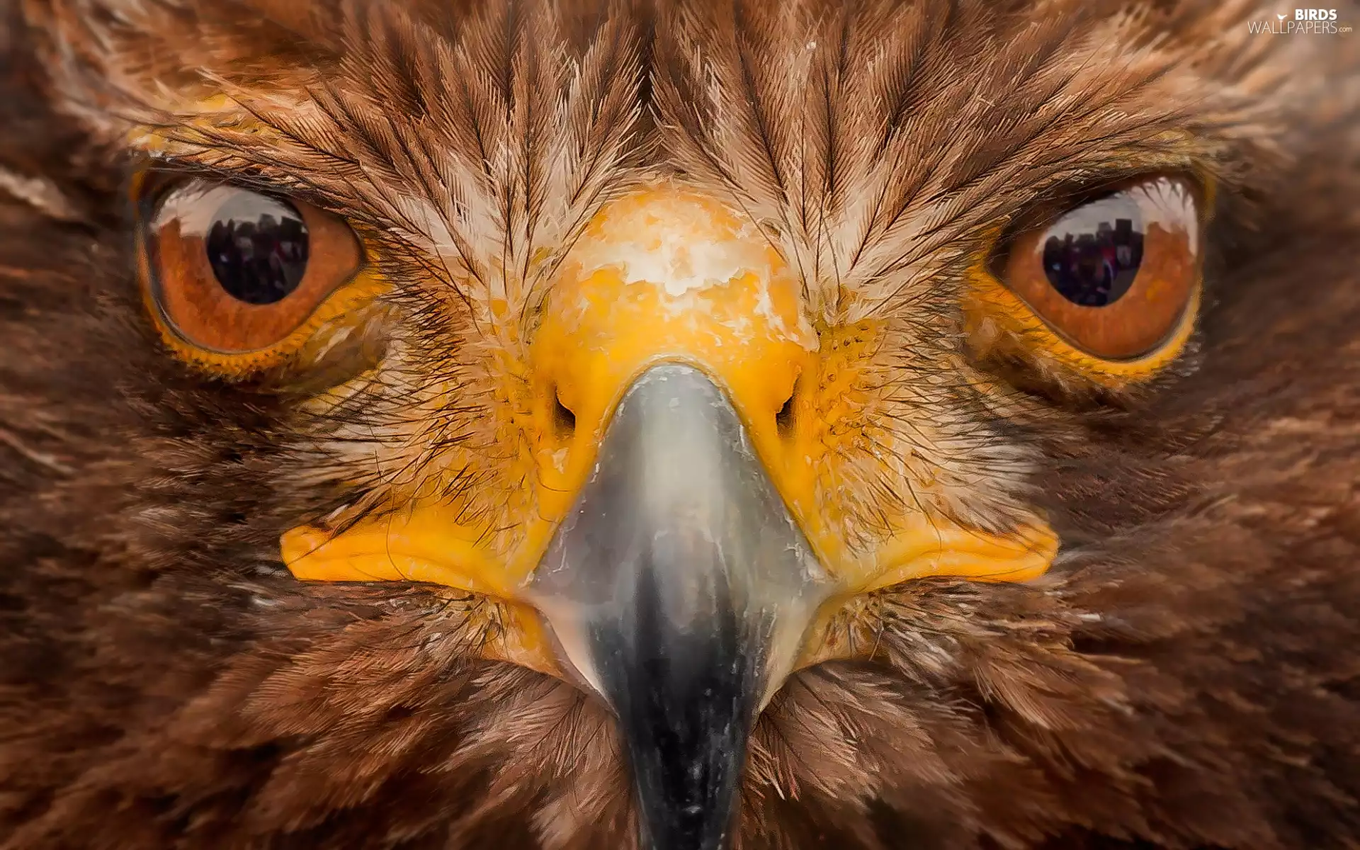 Head, nose, Eyes, Eagle