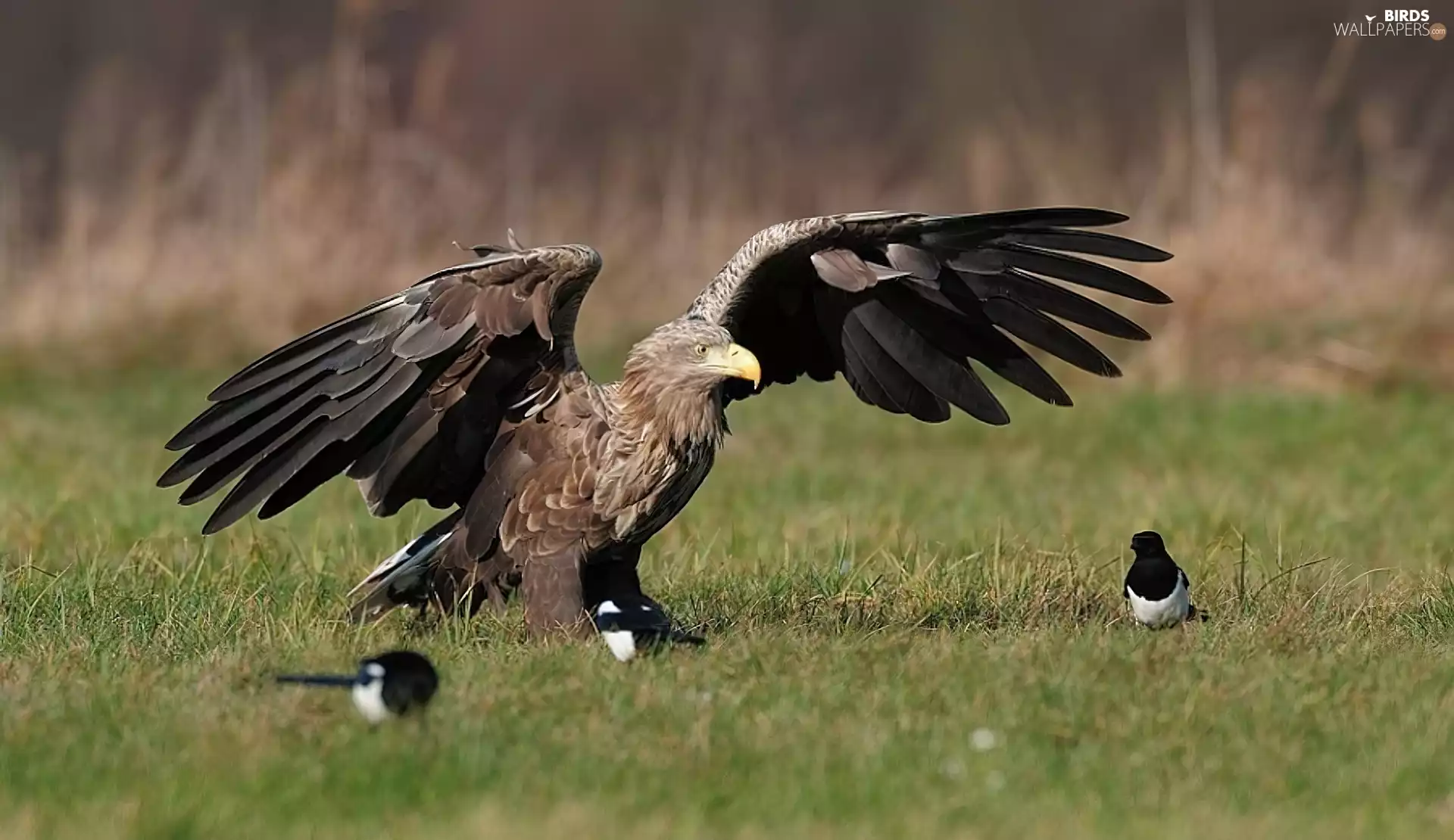 eagle, magpies