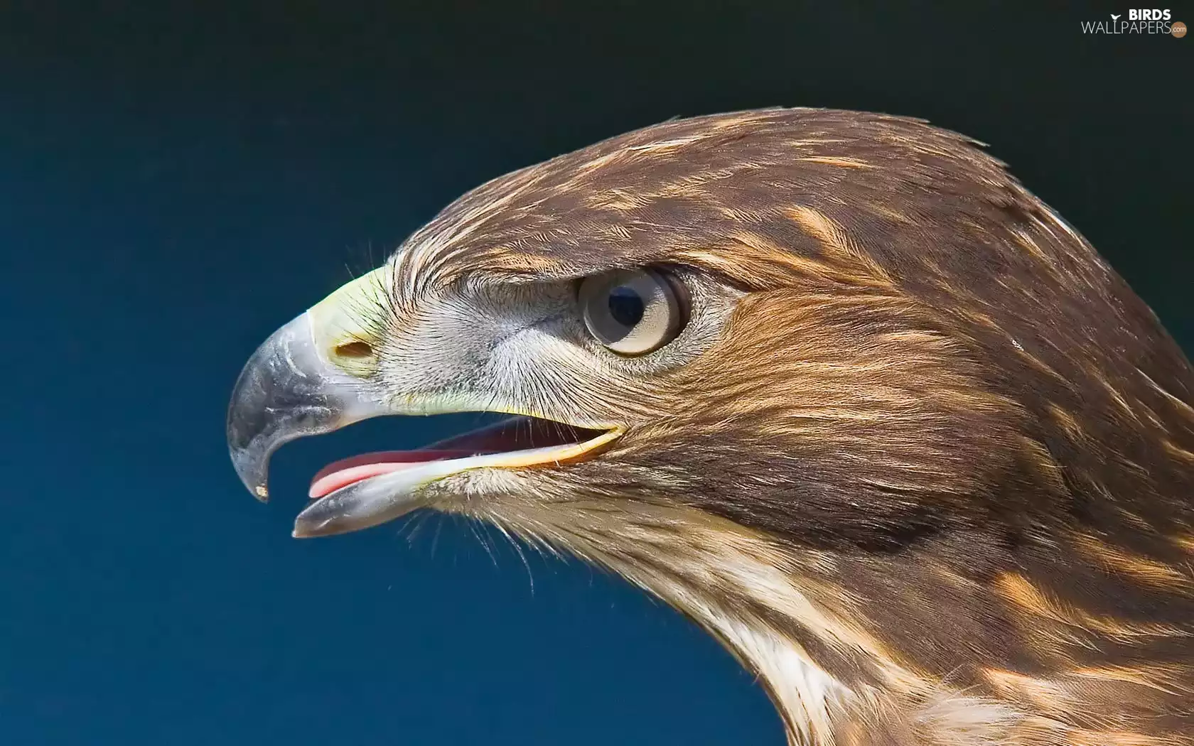 eagle, nose
