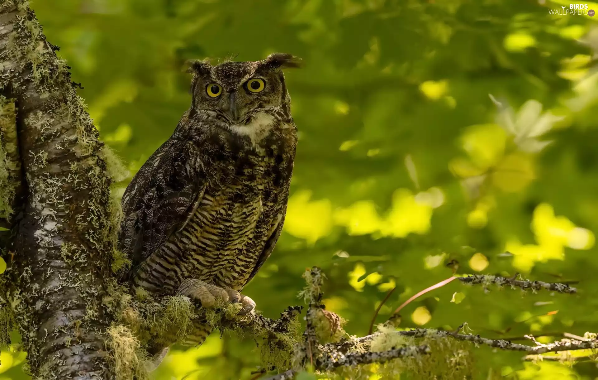 Bird, eagle-owl, Twigs, owl