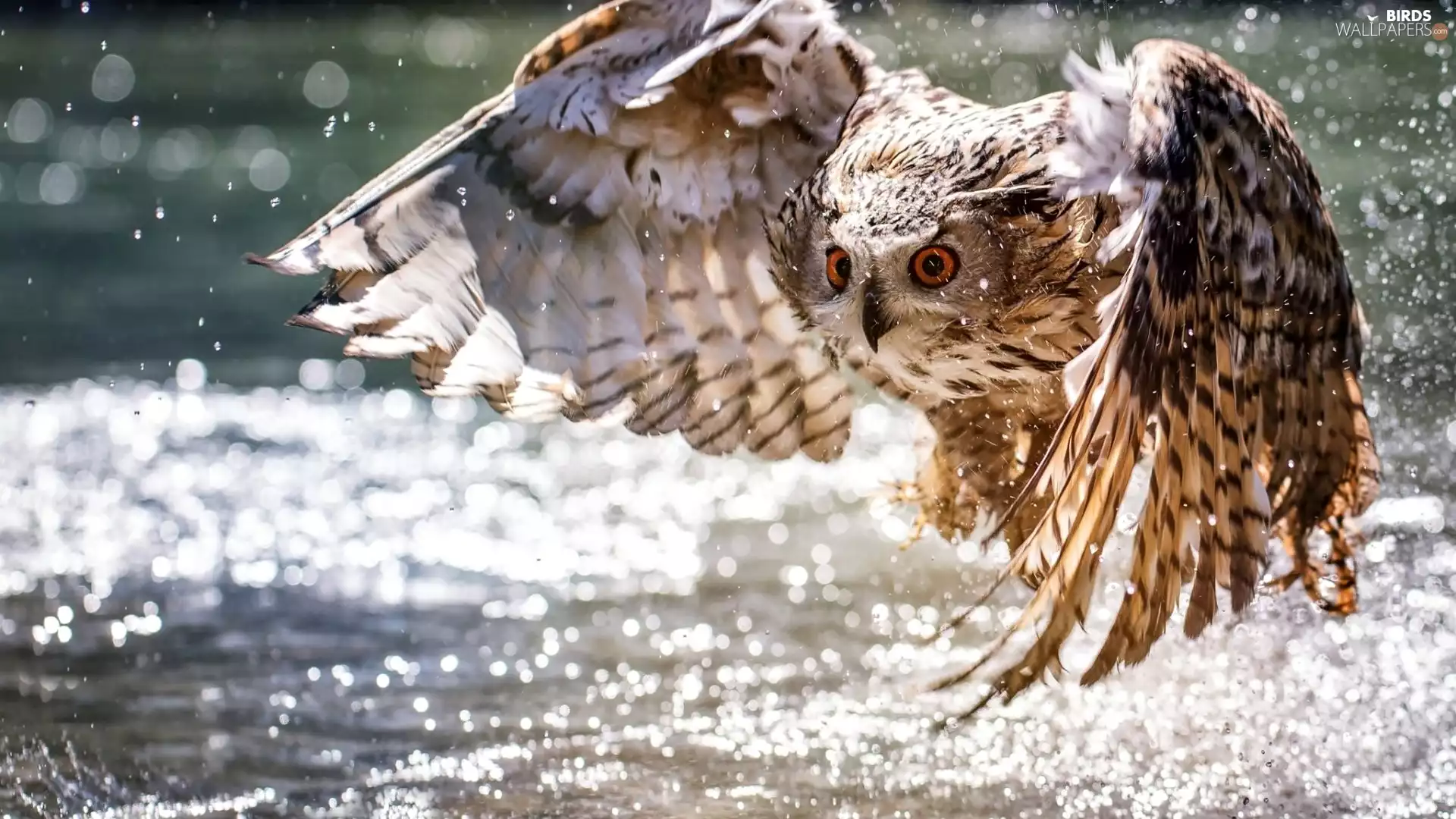water, Splash, owl, eagle-owl, The flying
