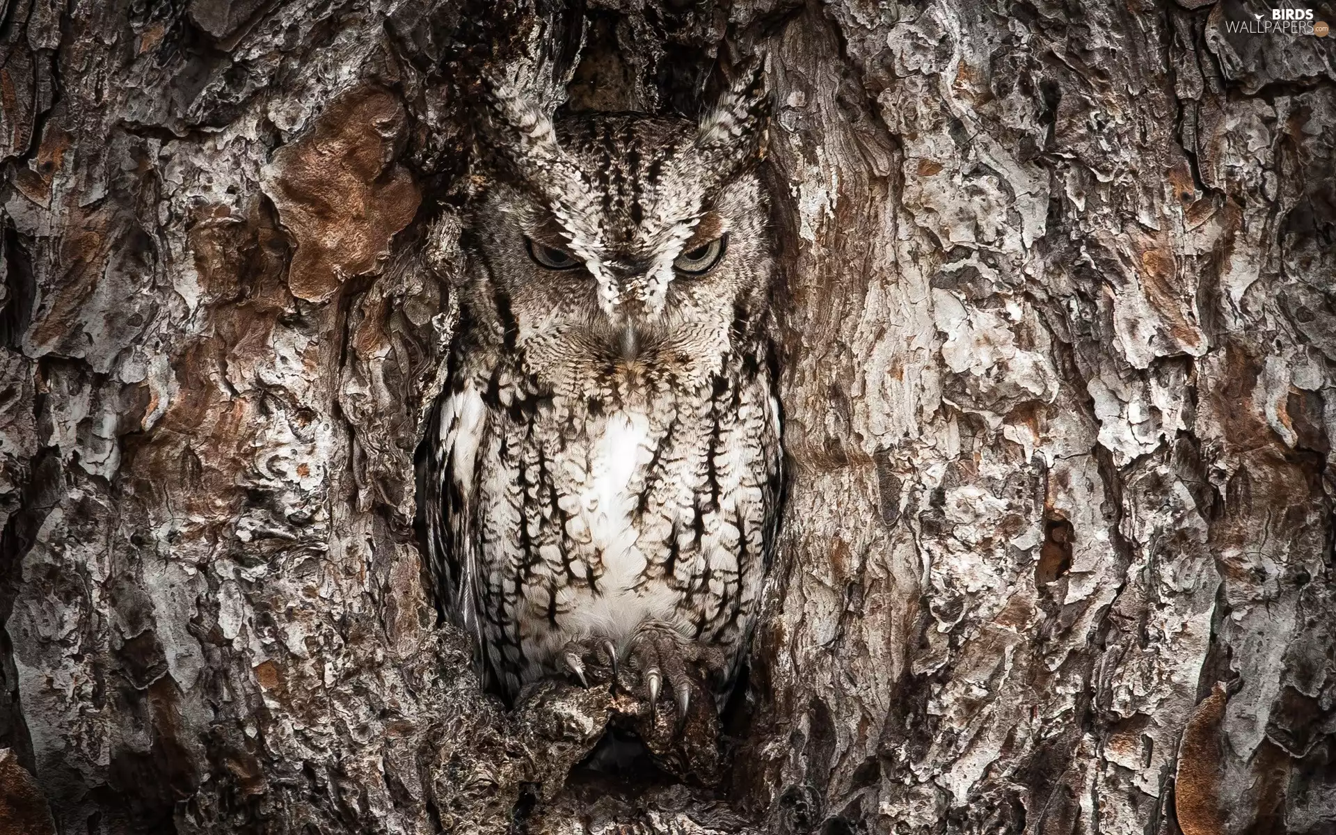 Camouflage Eagle Owl, owl, trees