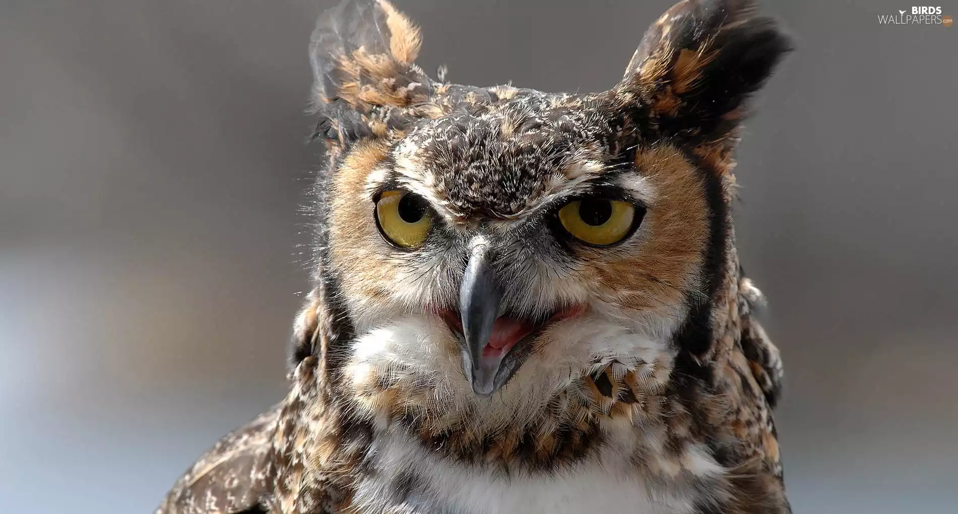 eagle-owl