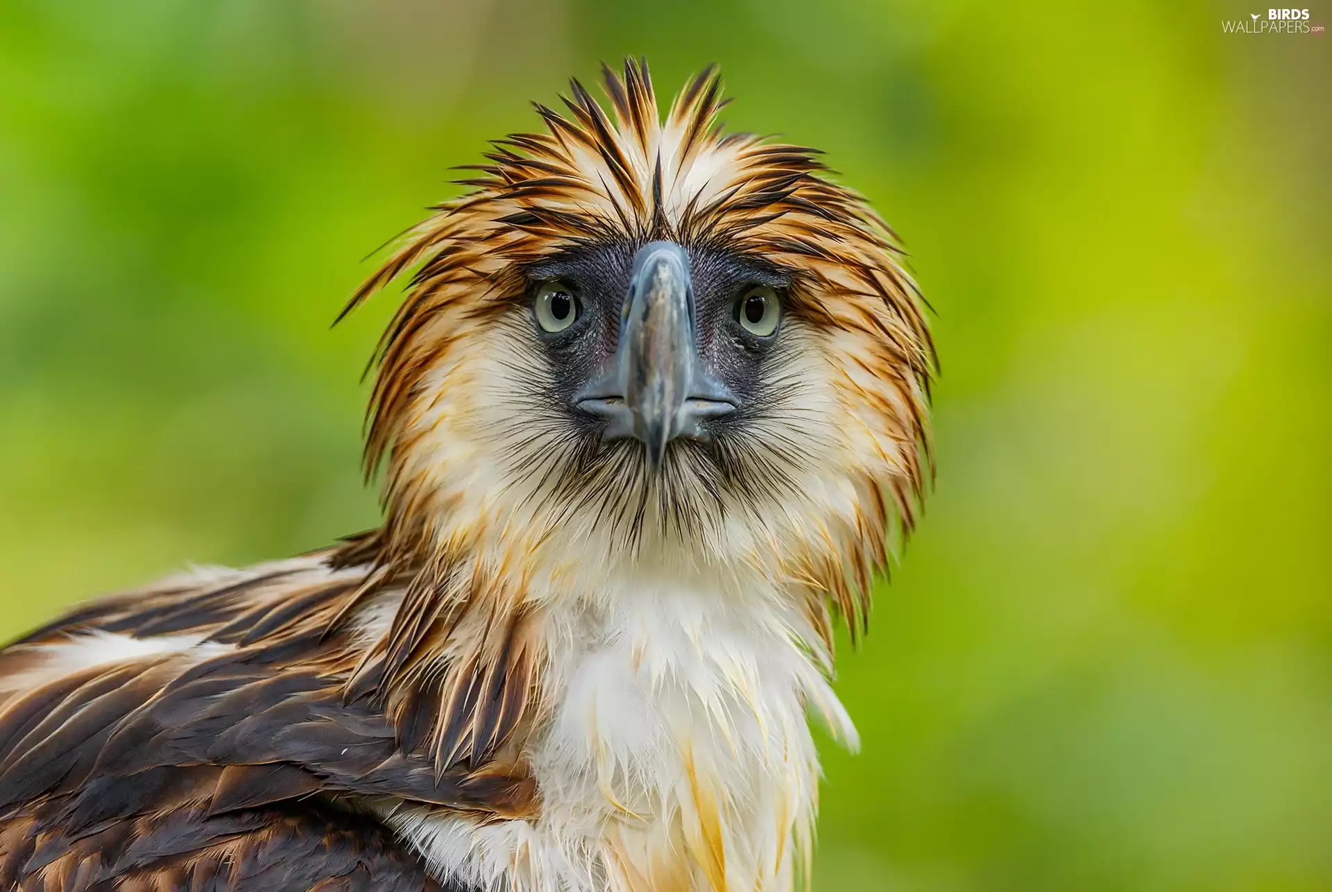 Philippine Eagle, Philippine Eagle