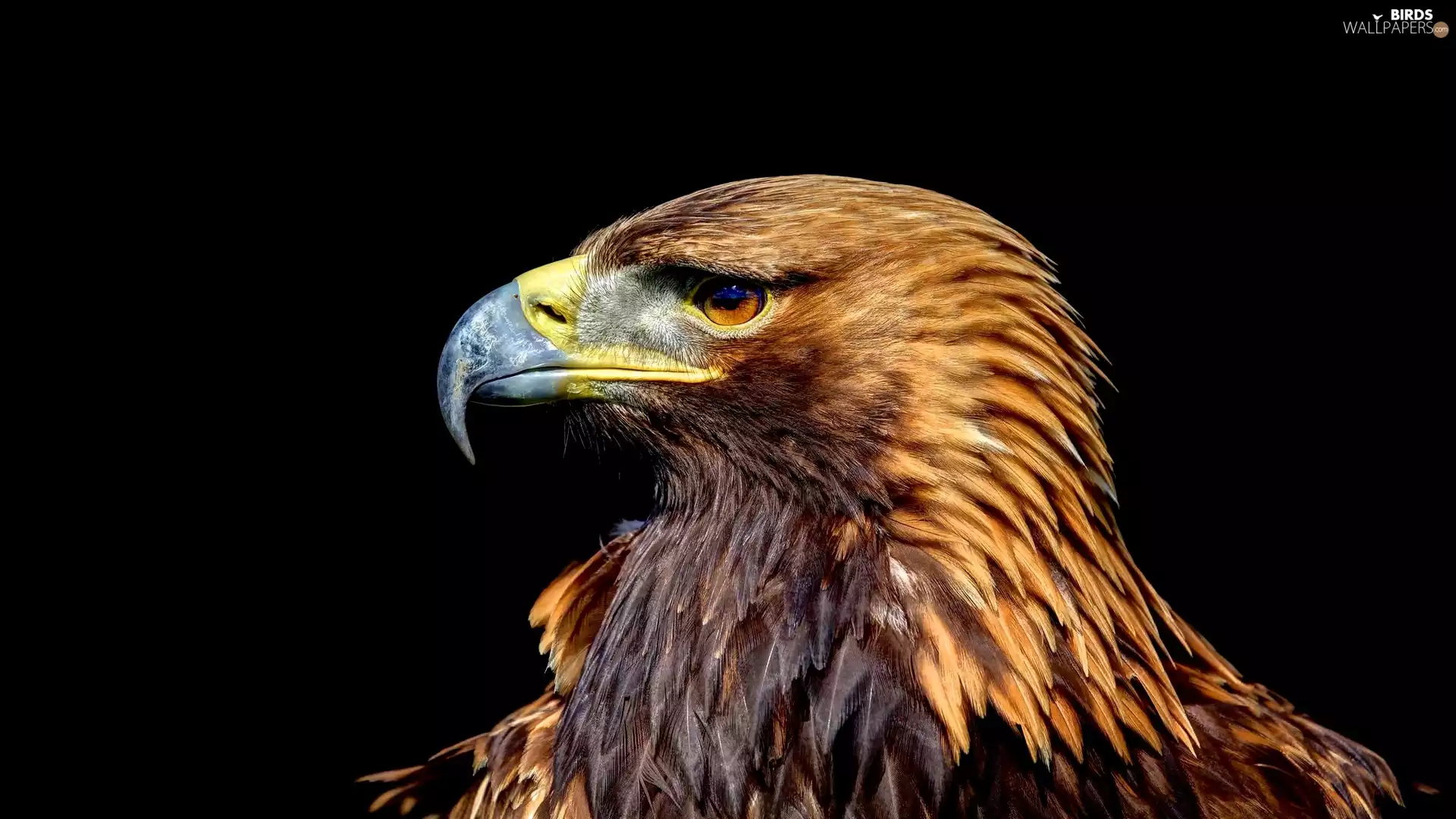 Eagle Front, profile
