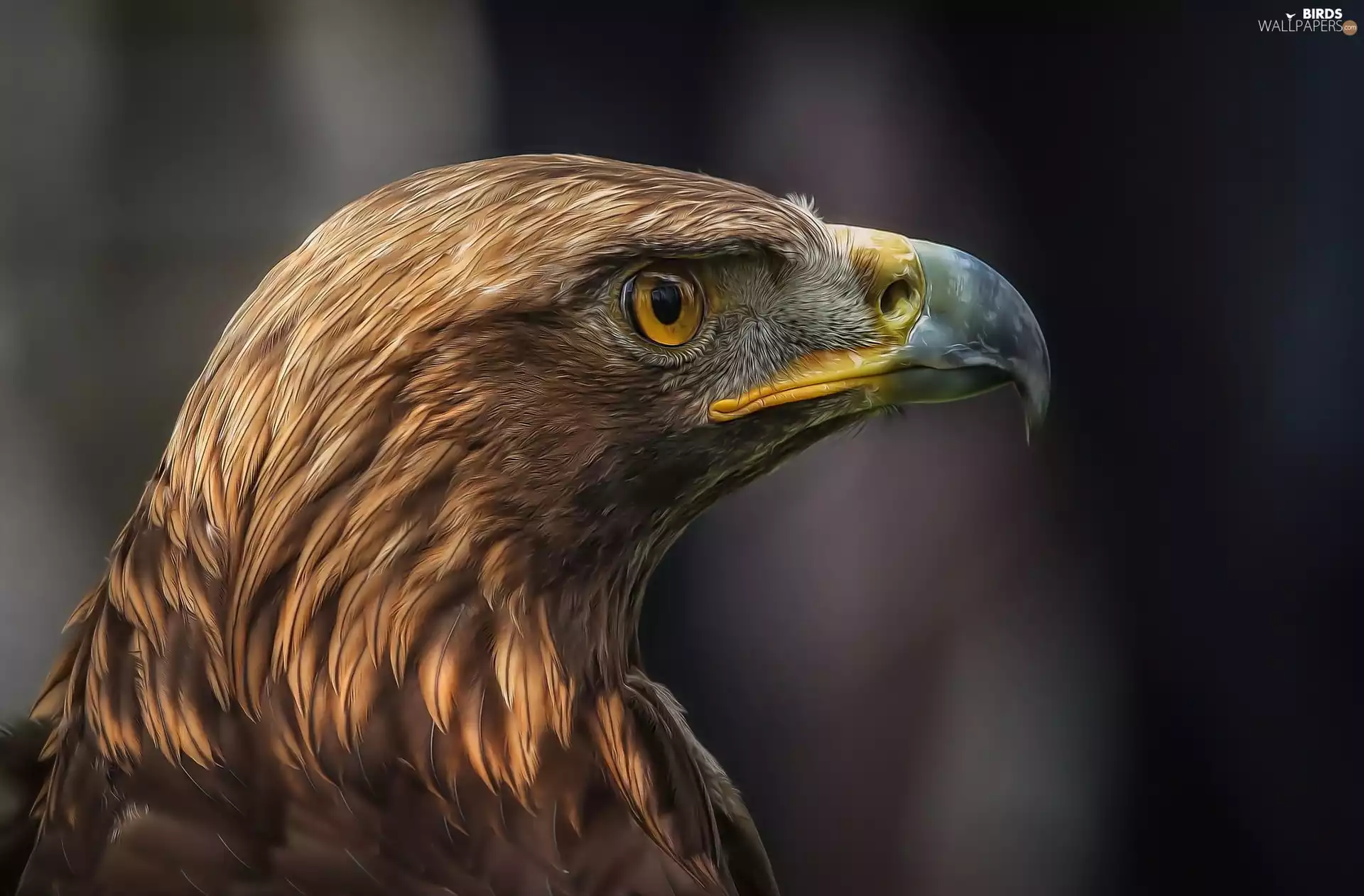 Eagle Front, profile