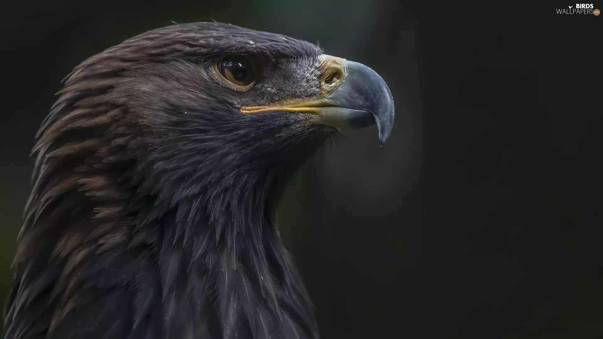 Eagle Front, profile