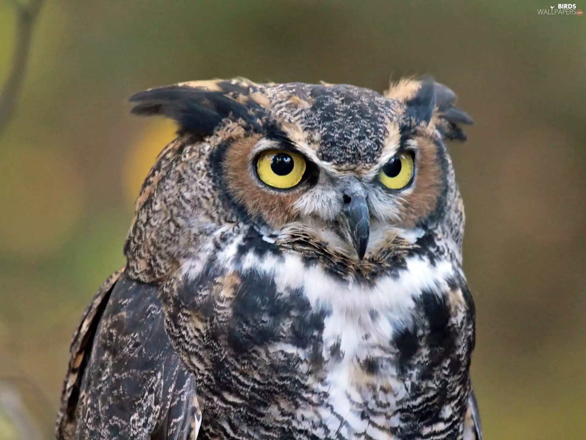 eagle-owl, rapprochement