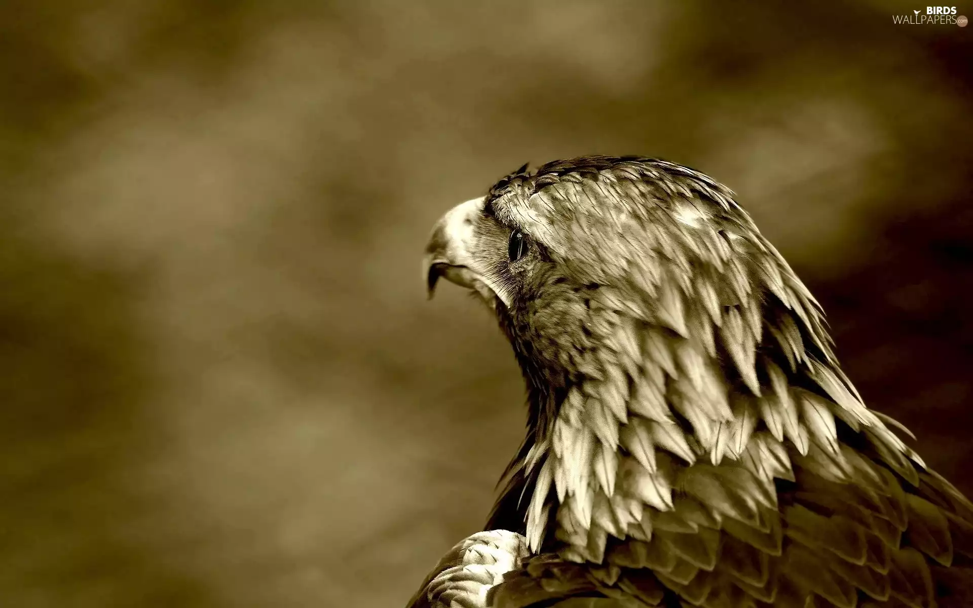 eagle, sepia