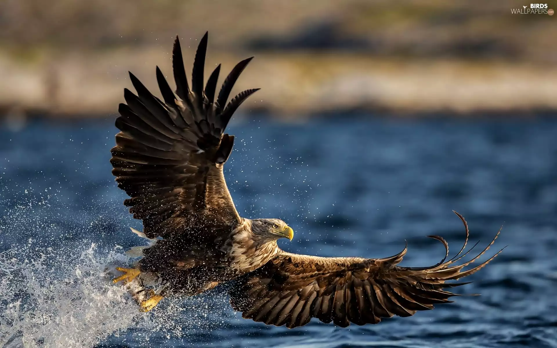 Eagle Front, water