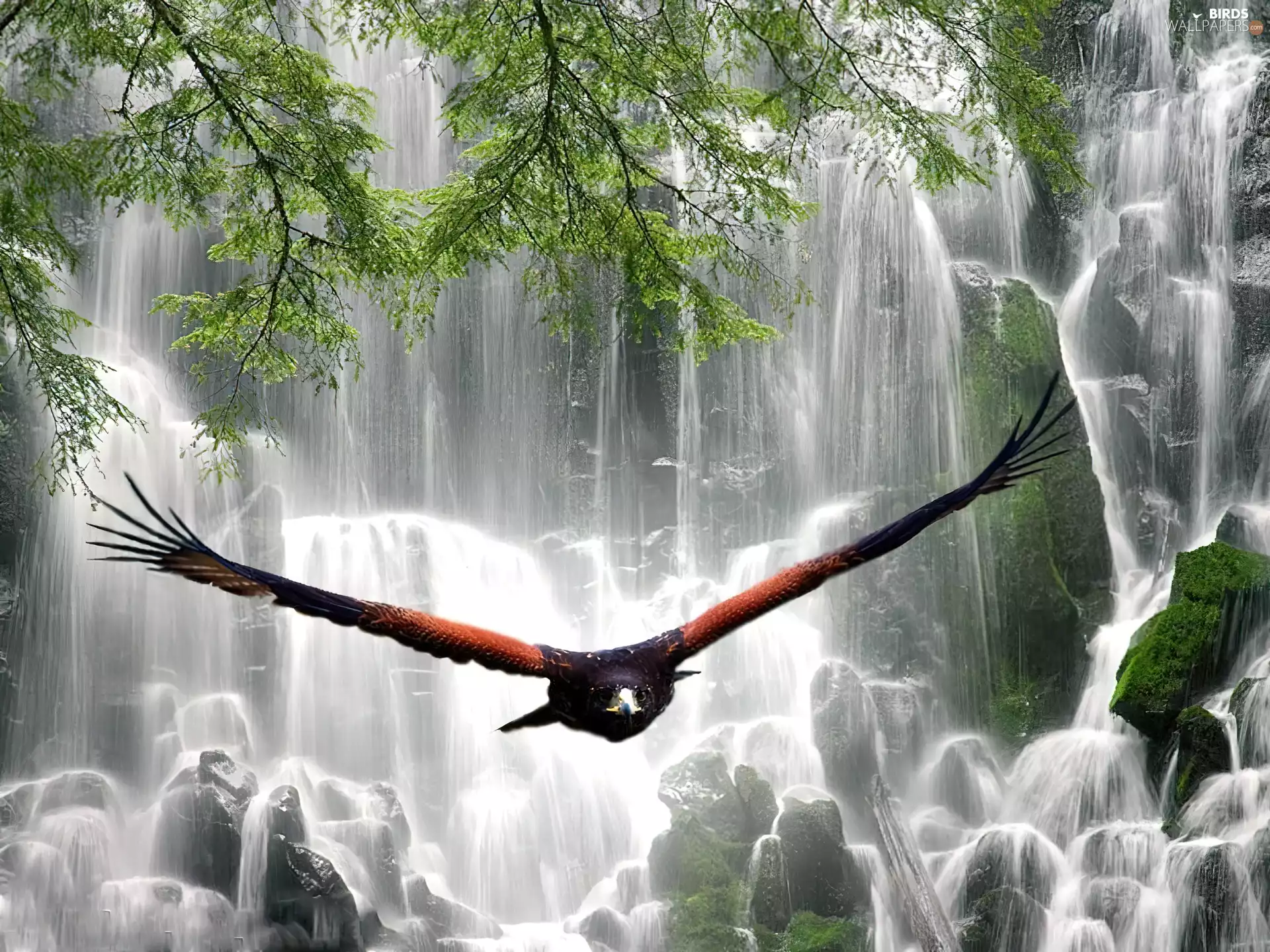 eagle, waterfall